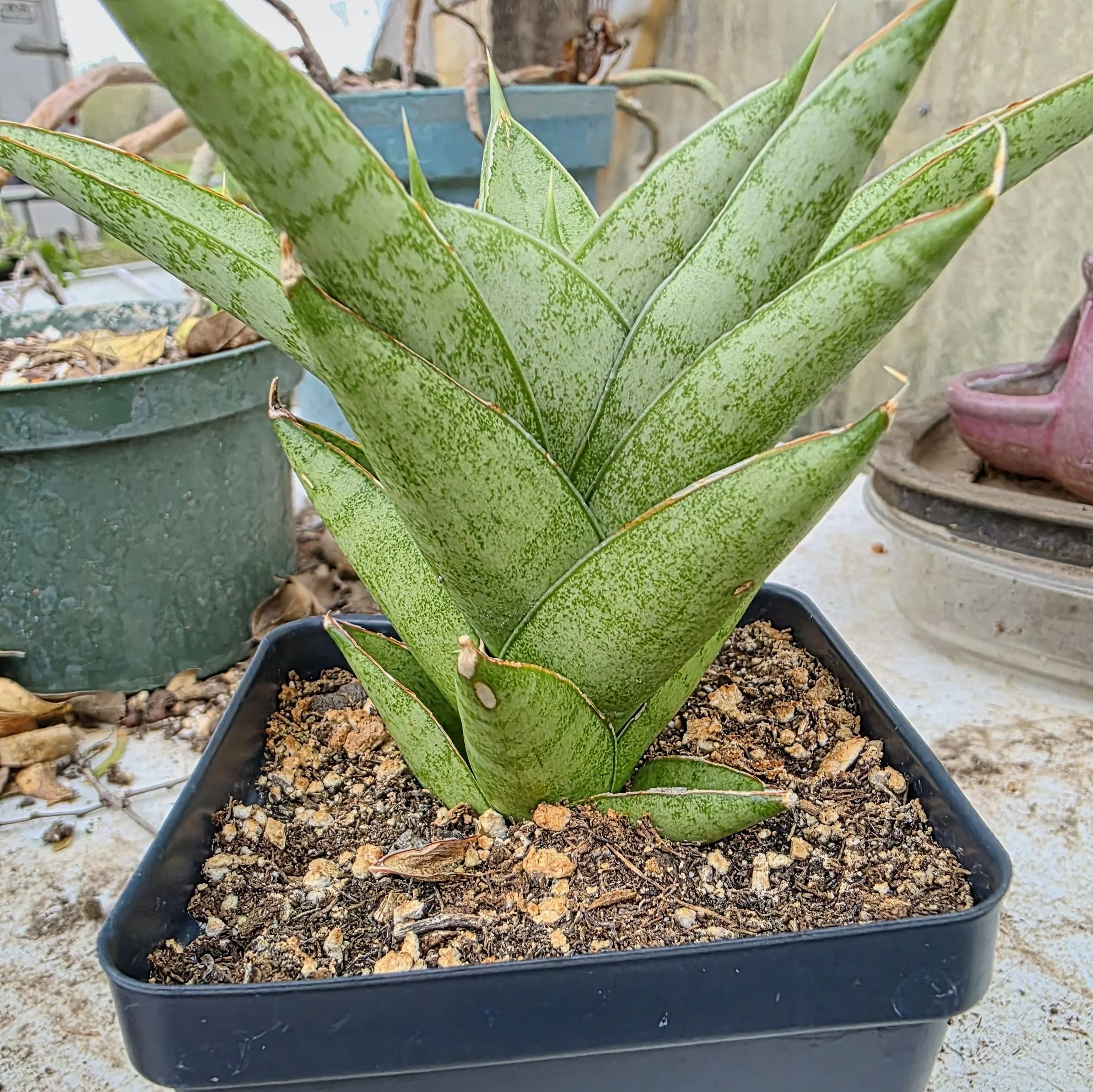 Sansevieria 'Pagoda' Plant