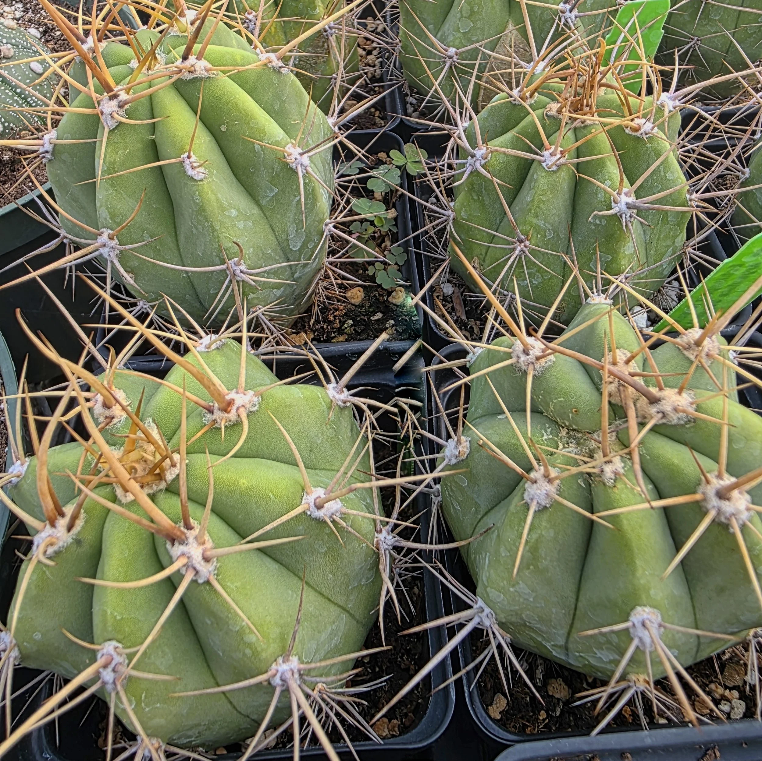 Echinopsis Tercheckii Cactus