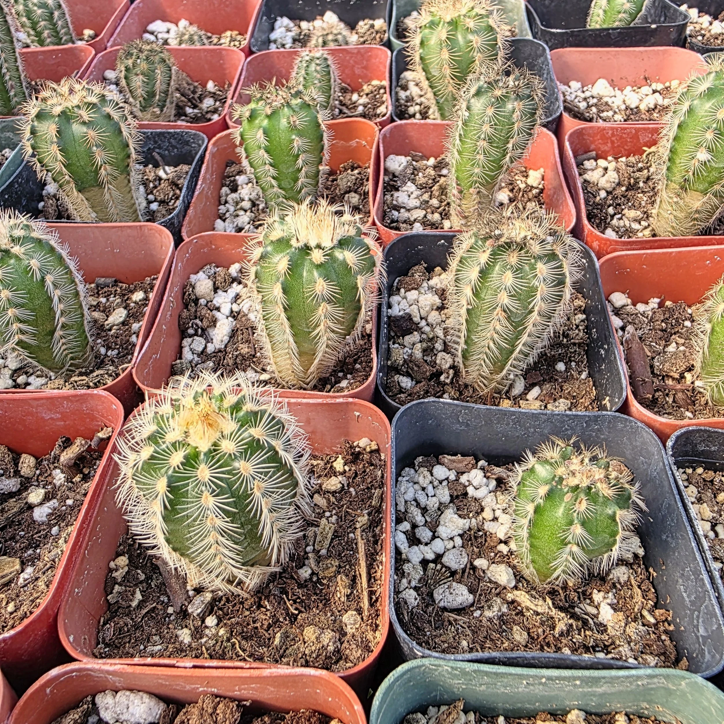 Echinocereus reichenbachii Lace Cactus