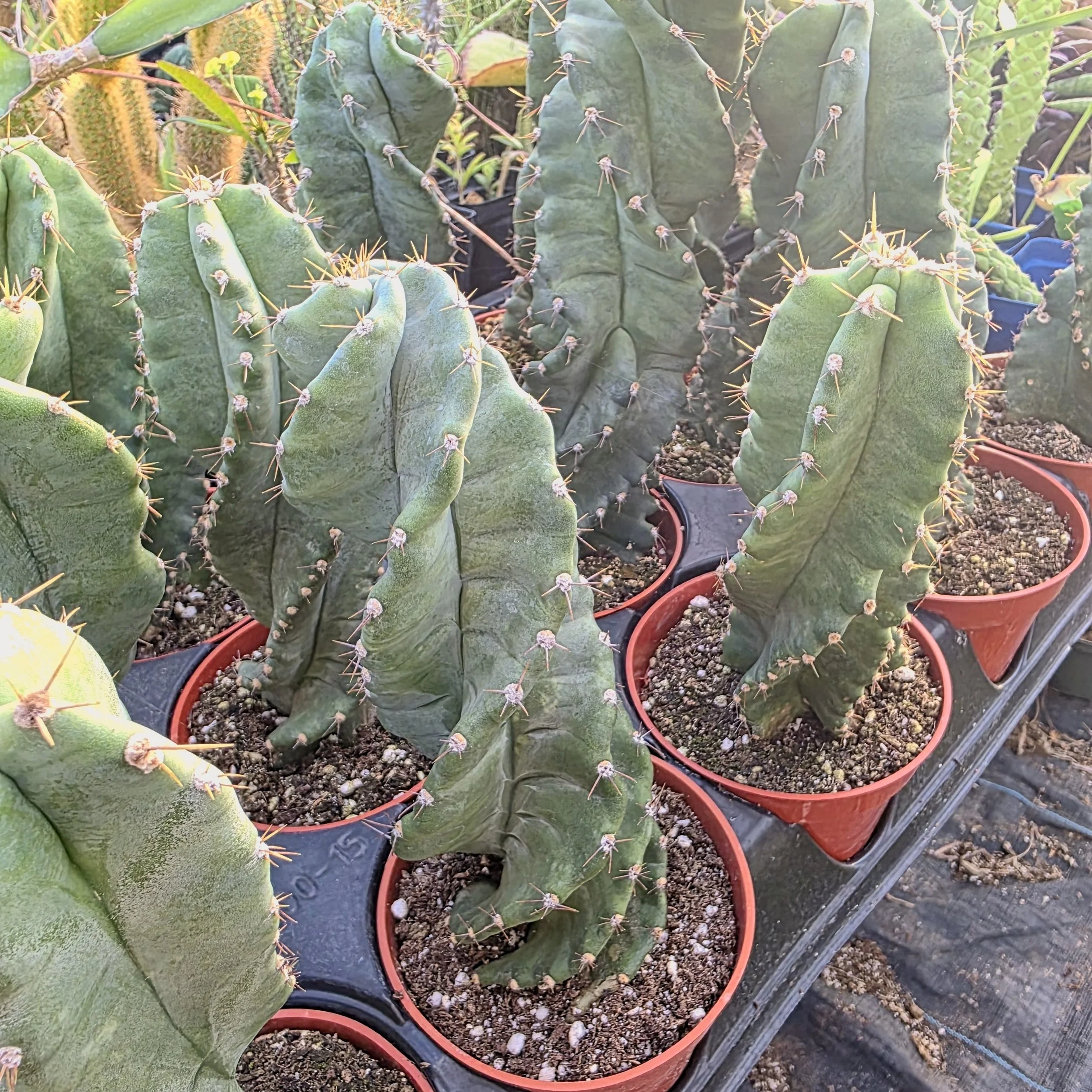 Cereus forbesii Twist Cactus