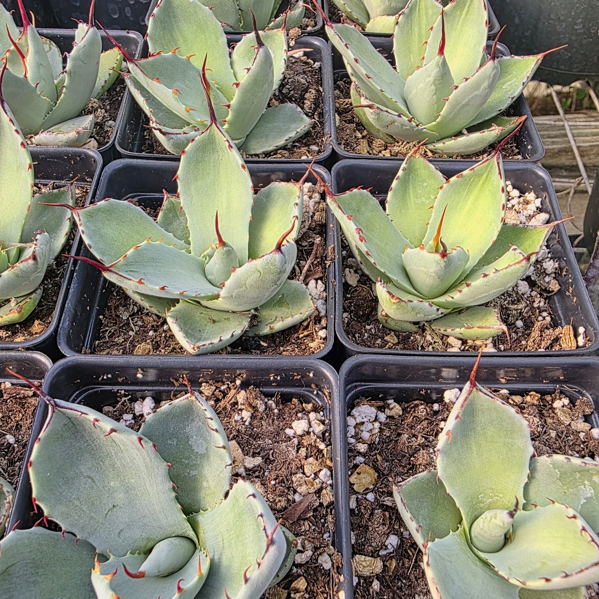 Agave parryii truncata - Blue Agave Succulent