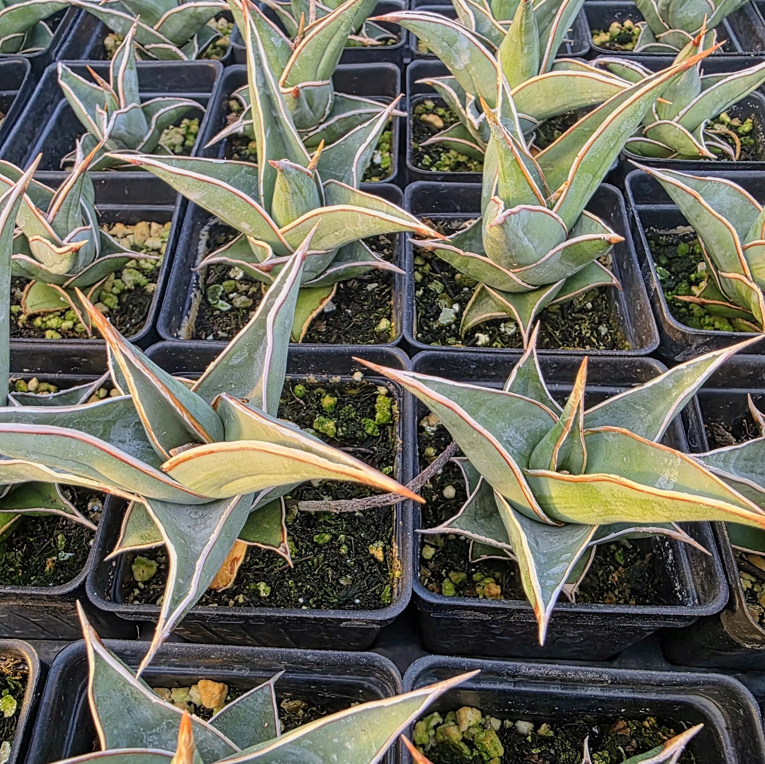 Walking Sansevieria - Sansevieria pinguicula