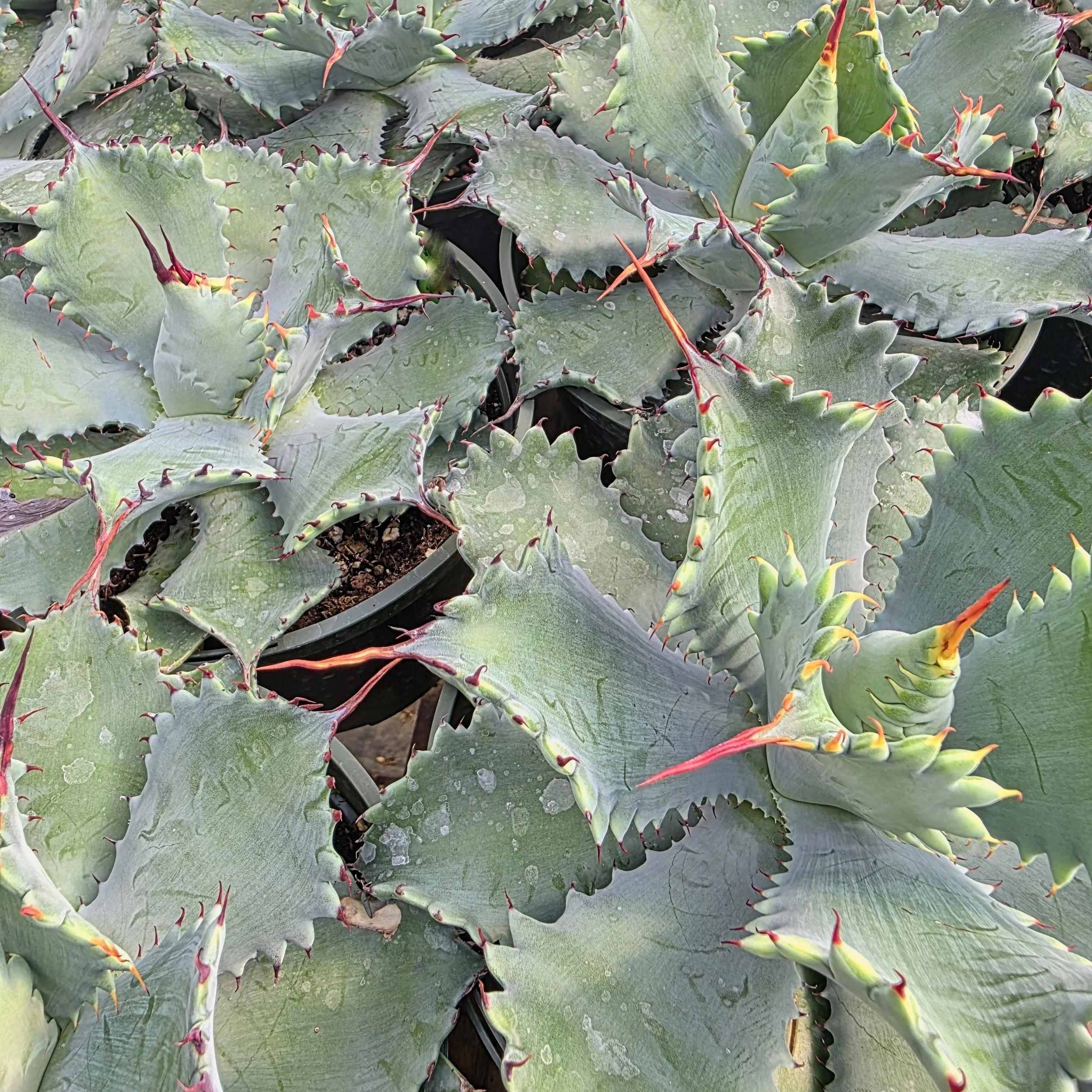 Agave Potatorum 'Spawn' - Striking Succulent