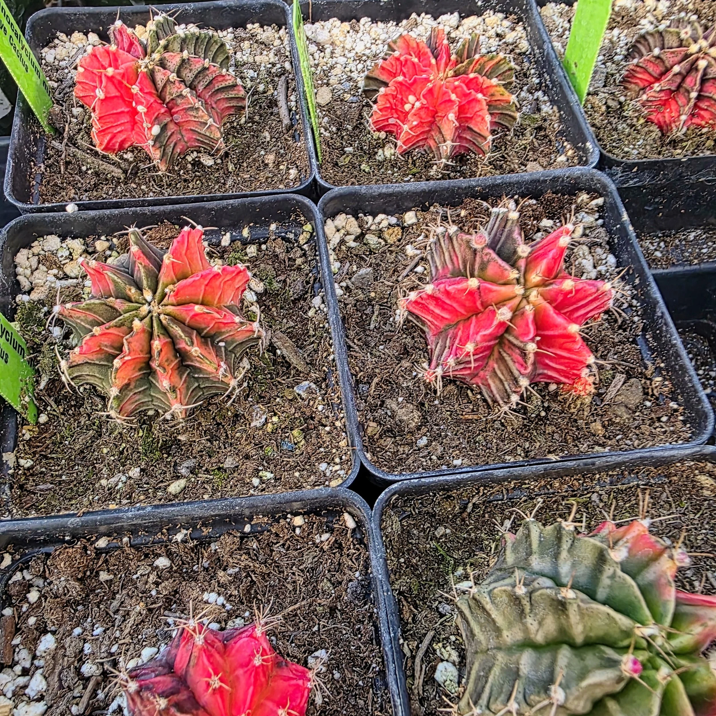 Gymnocalycium Tie Dye Cactus