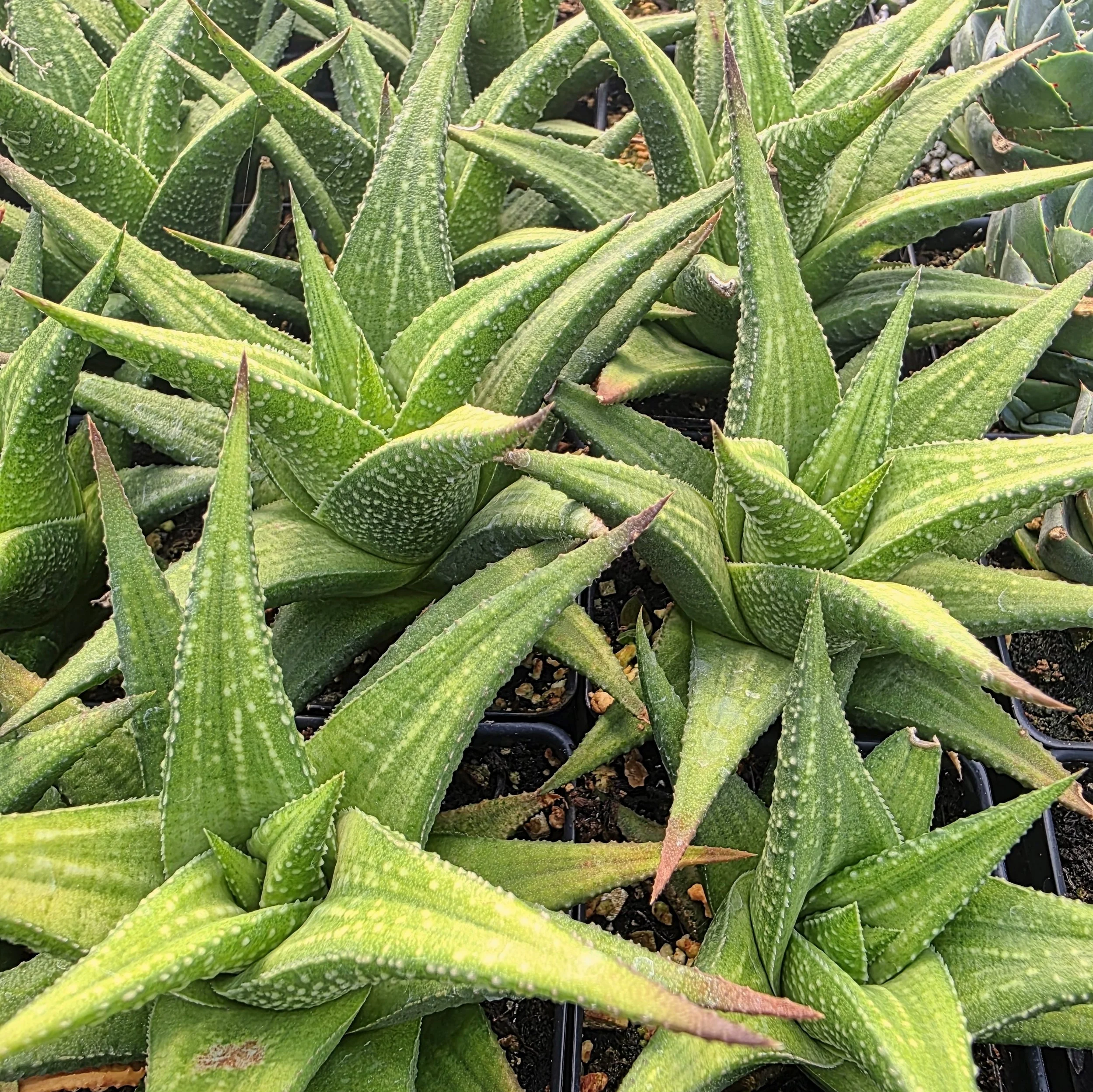 Haworthia wooleyii Succulent