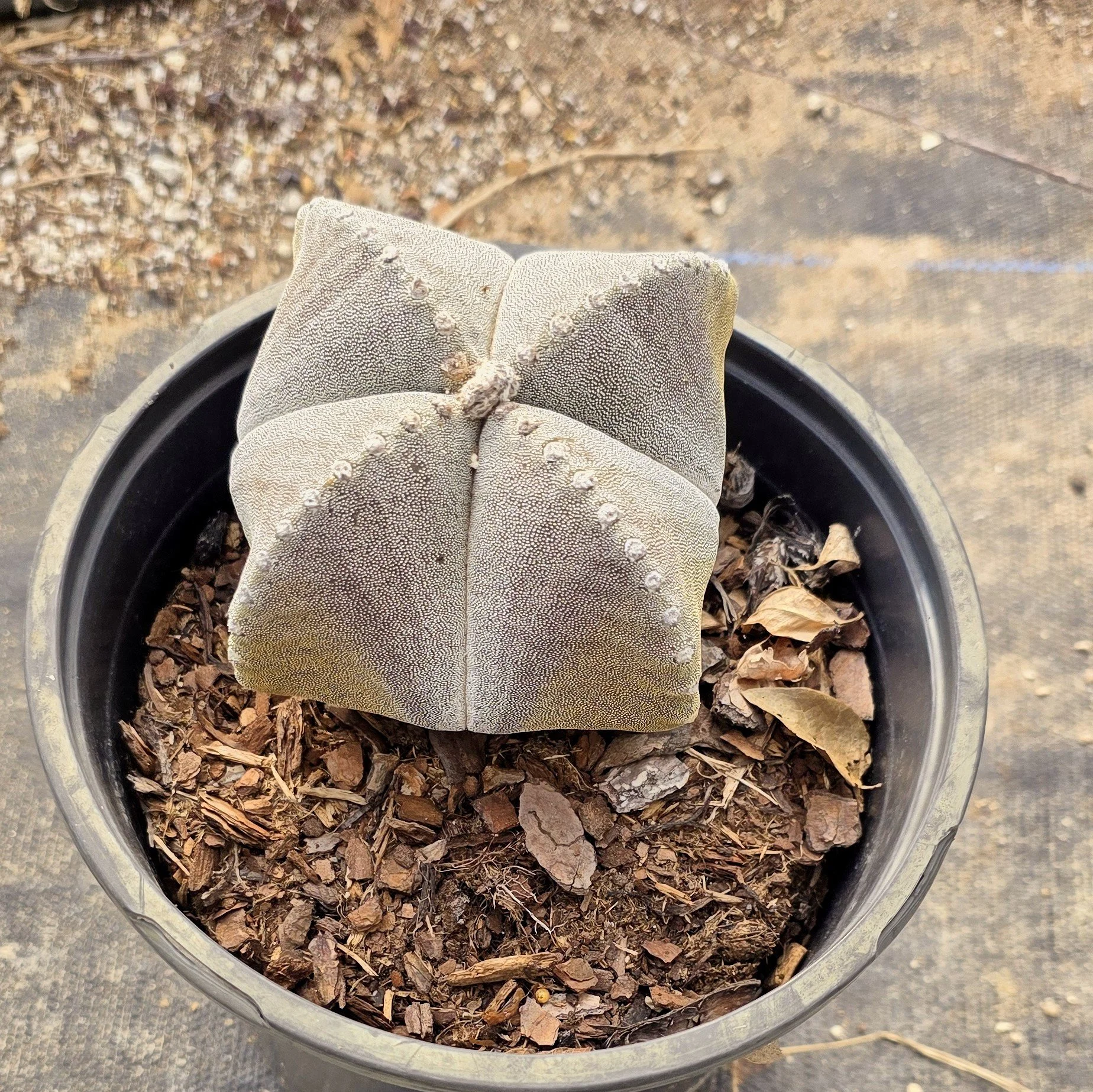 Astrophytum quadriostatum Cactus