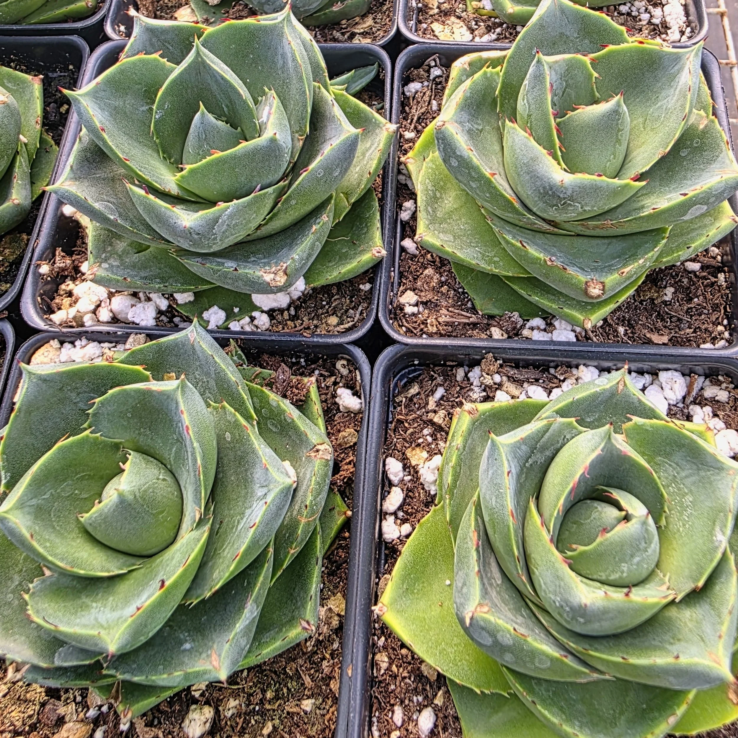 Agave Blue Glow Compactum