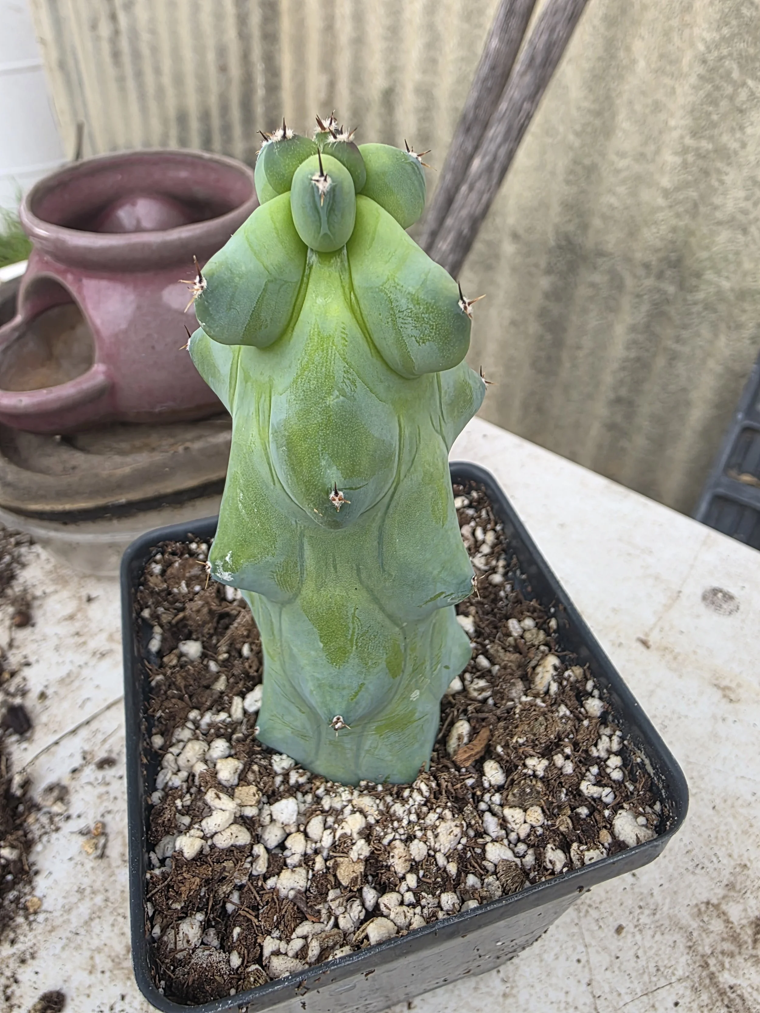 B3 myrtillocactus 2.jpg