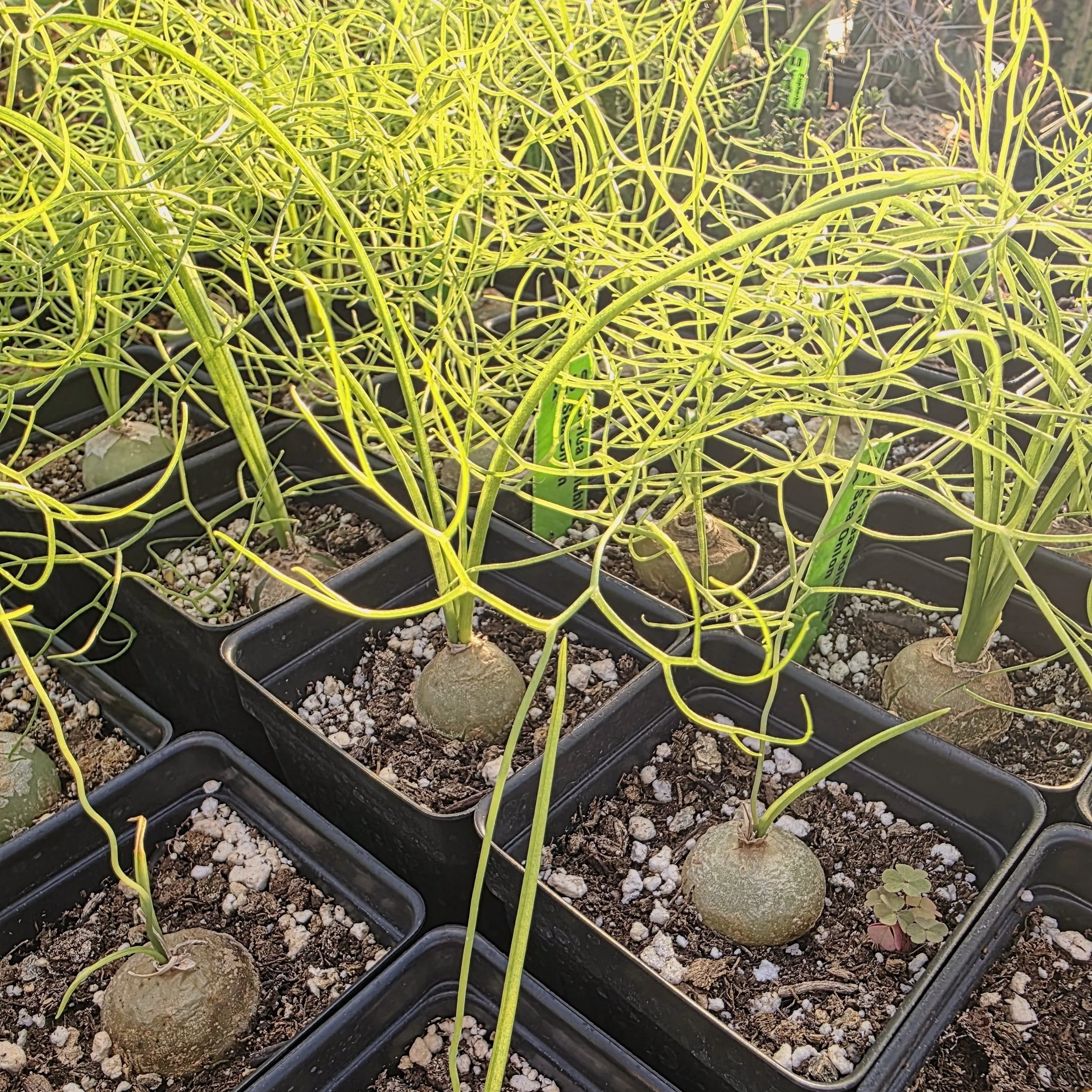 Bowiea volubilis Sea Onion