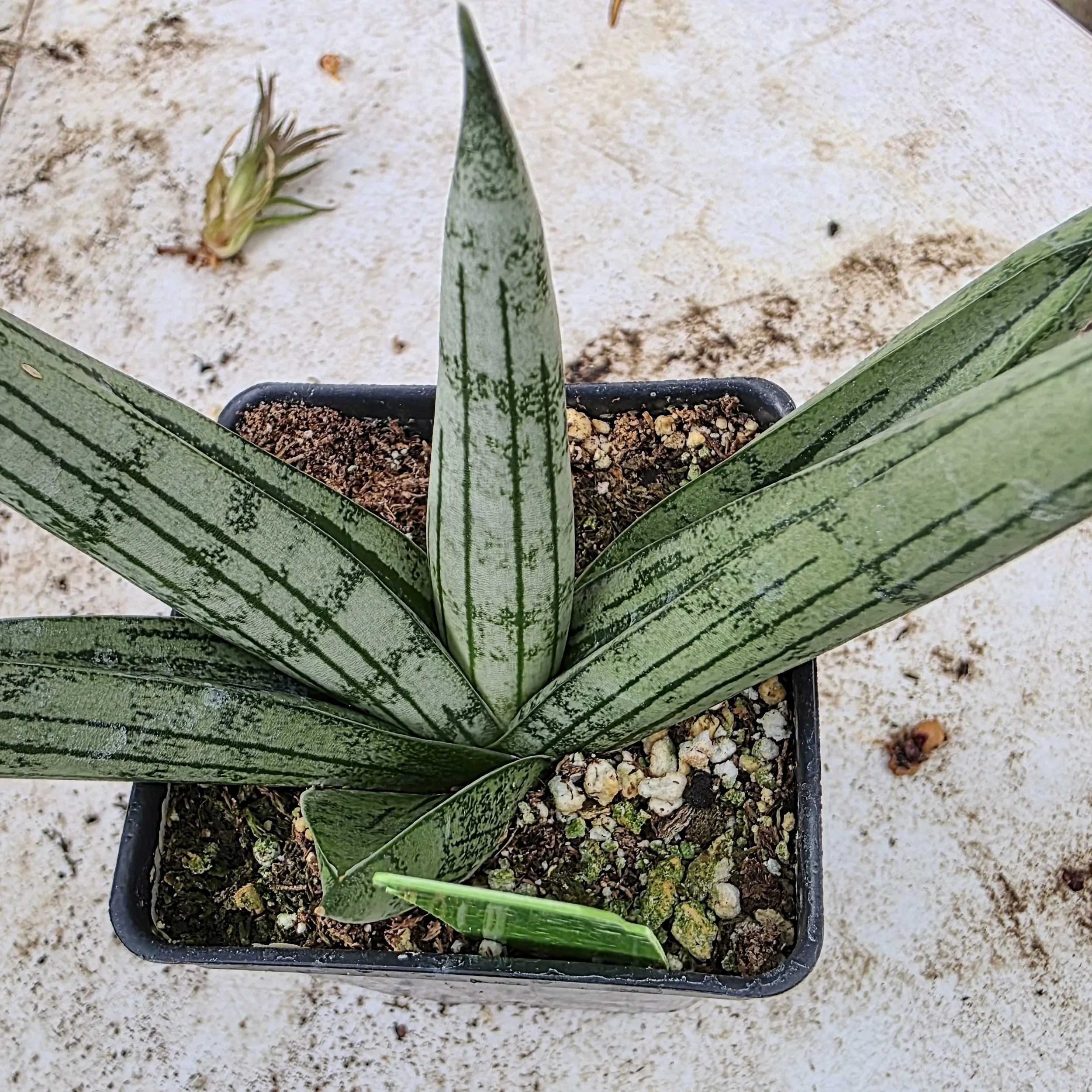Sansevieria 'Rookies' - Sleek Indoor Companion
