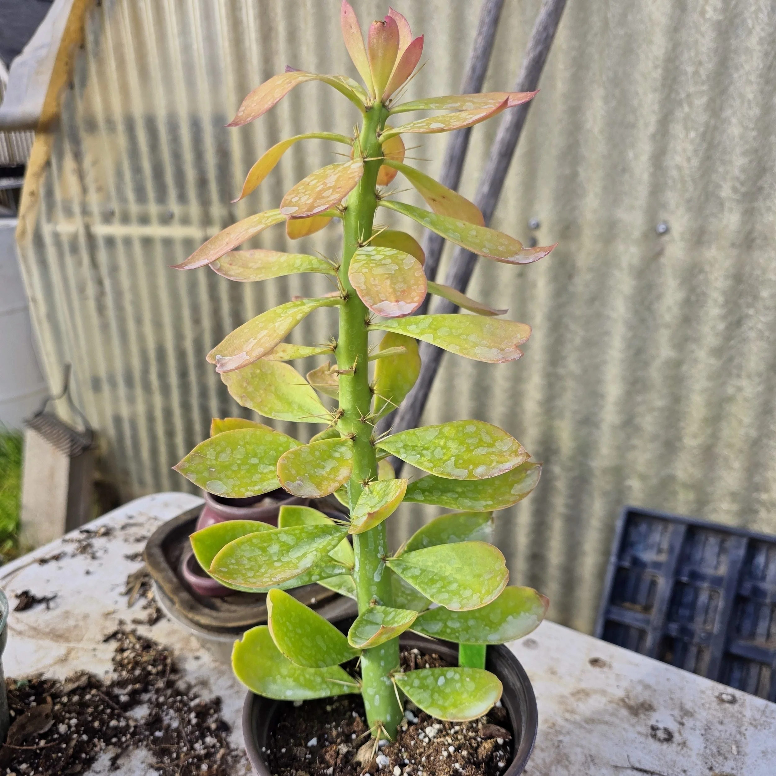 Pereskia lynchnidflora Cactus - Exotic Beauty for Home & Garden