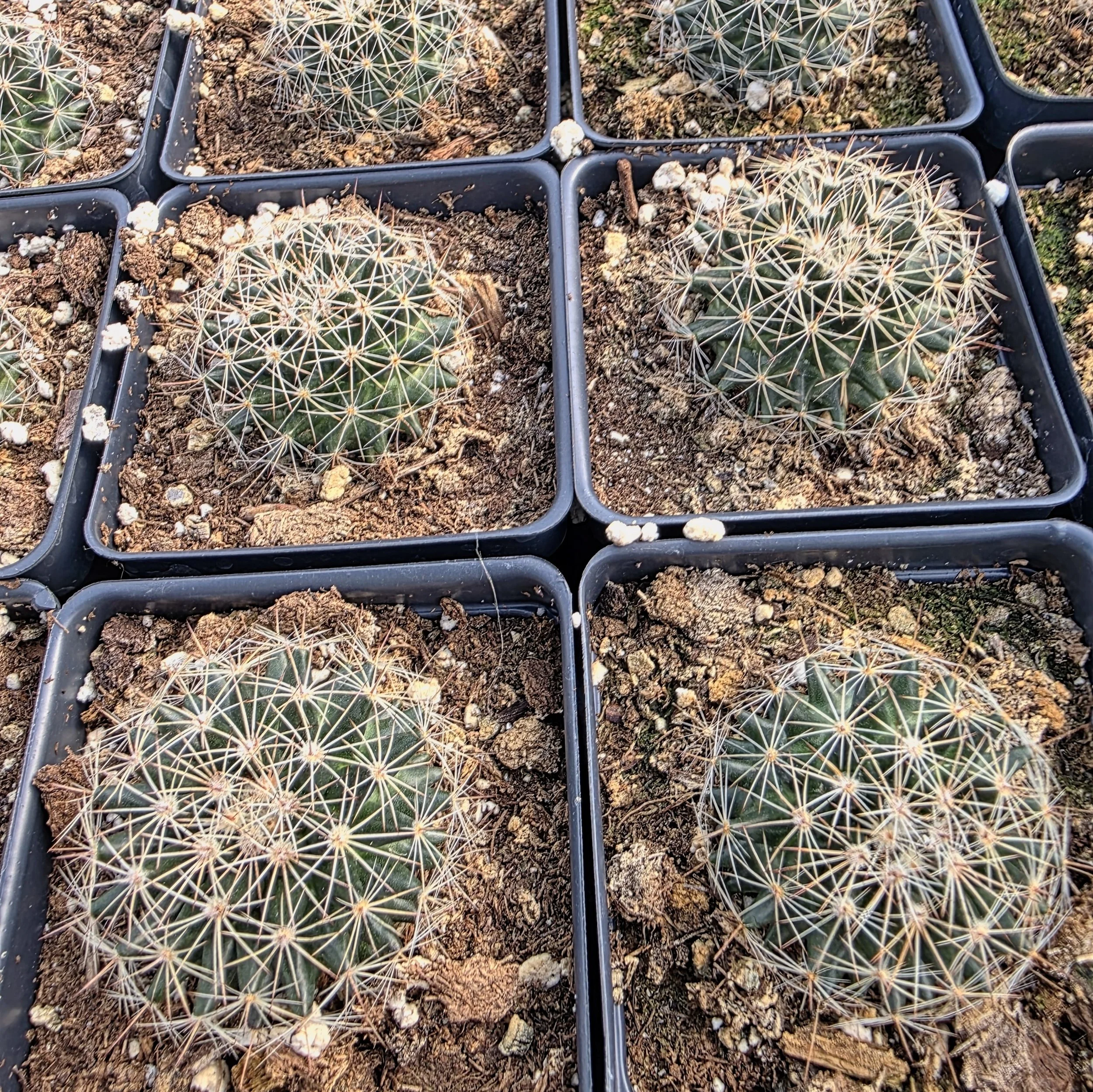 Mammillaria heyderi Cactus