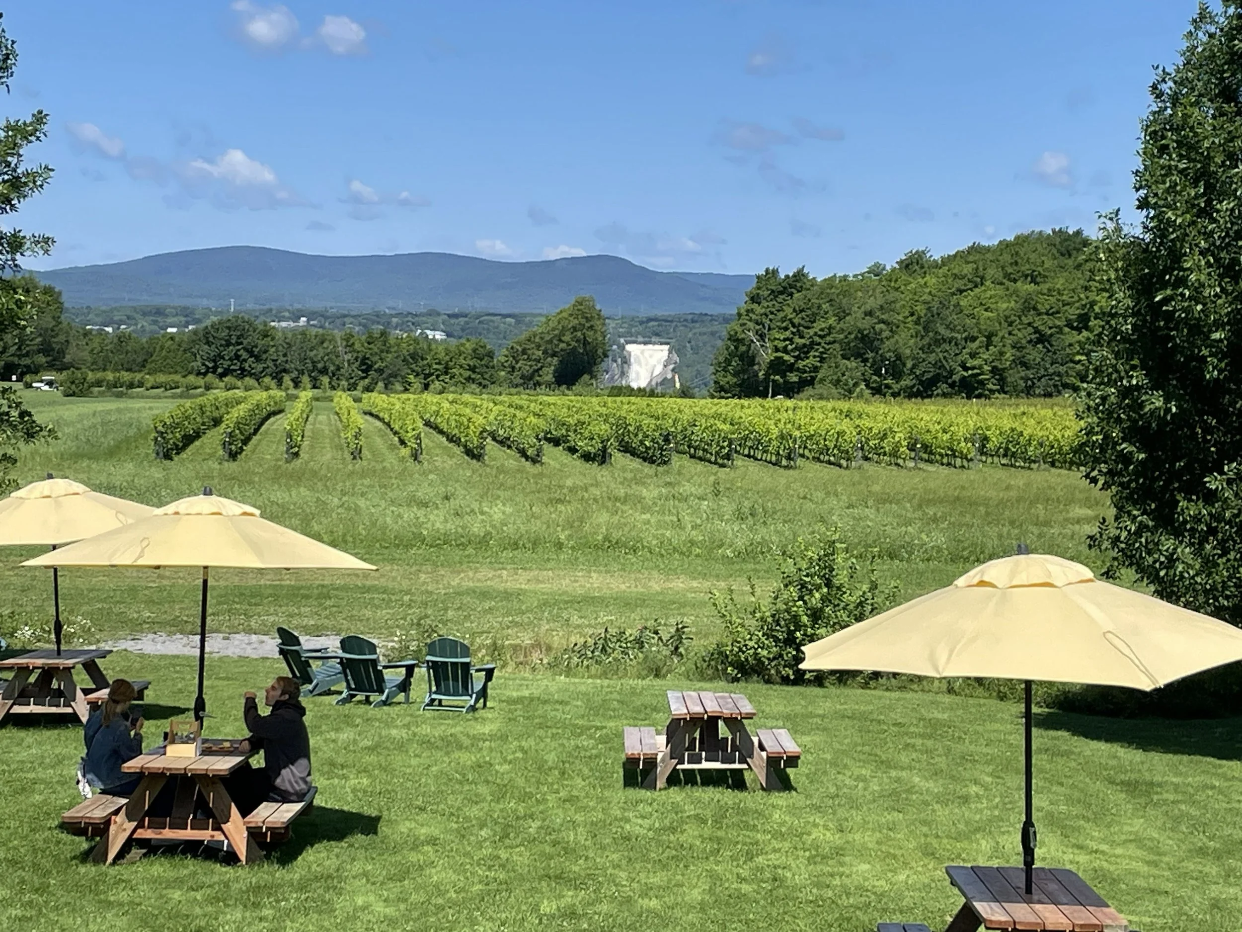 A vineyard with neatly aligned rows of grapevines, green grass, and outdoor tables with umbrellas. People are sitting and talking in the foreground, and a mountain range with a waterfall is visible in the background under a partly cloudy blue sky.