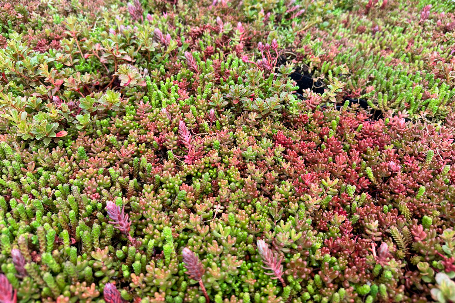 Vue rapprochée d'un bac de sedum Hydropacks, plusieurs couleurs variées