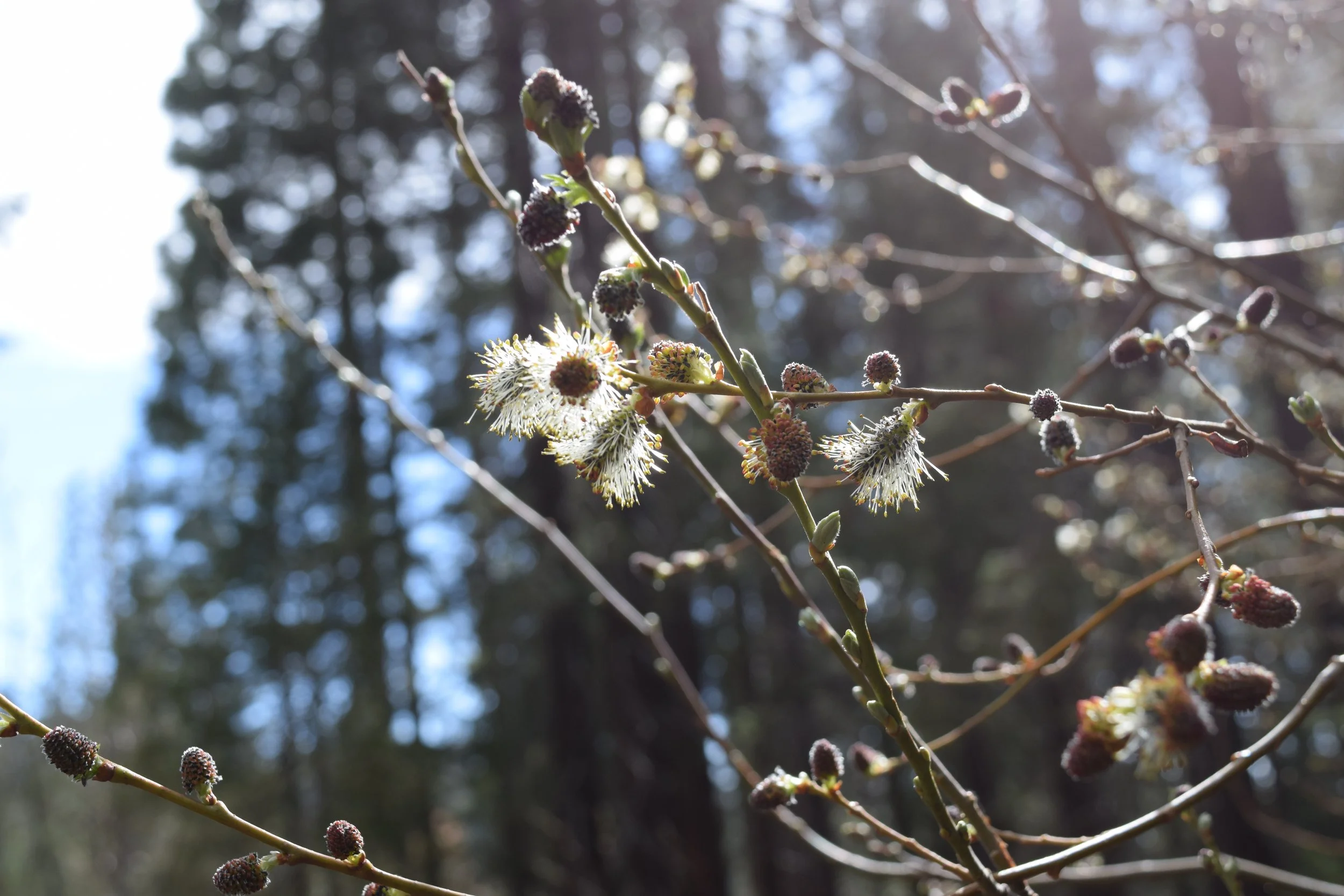 Seed pod on a tree in the wind, posed ready to be planted beyond itself