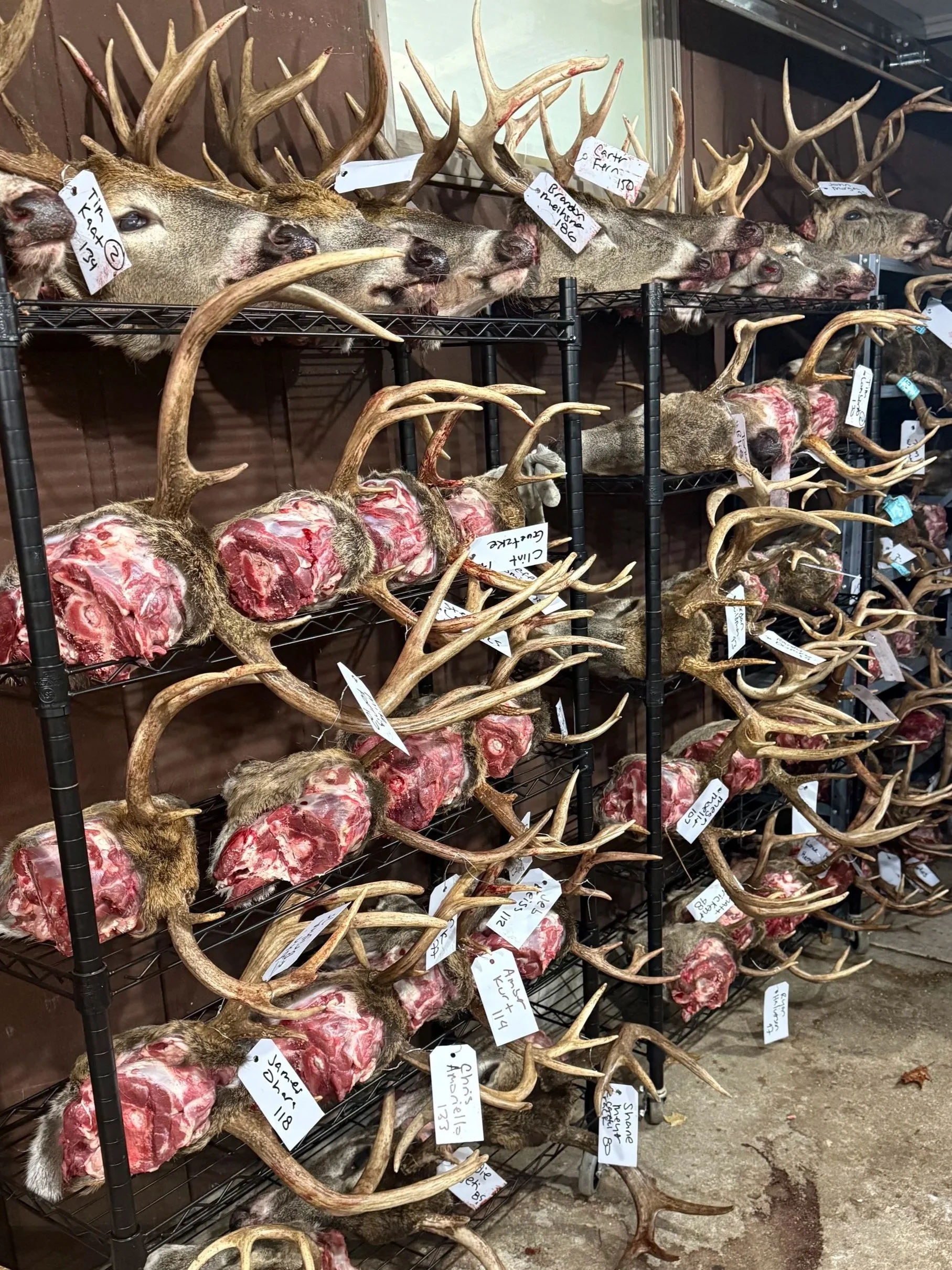A collection of animal heads with antlers and their bodies, displayed on metal shelves in a store or shop.