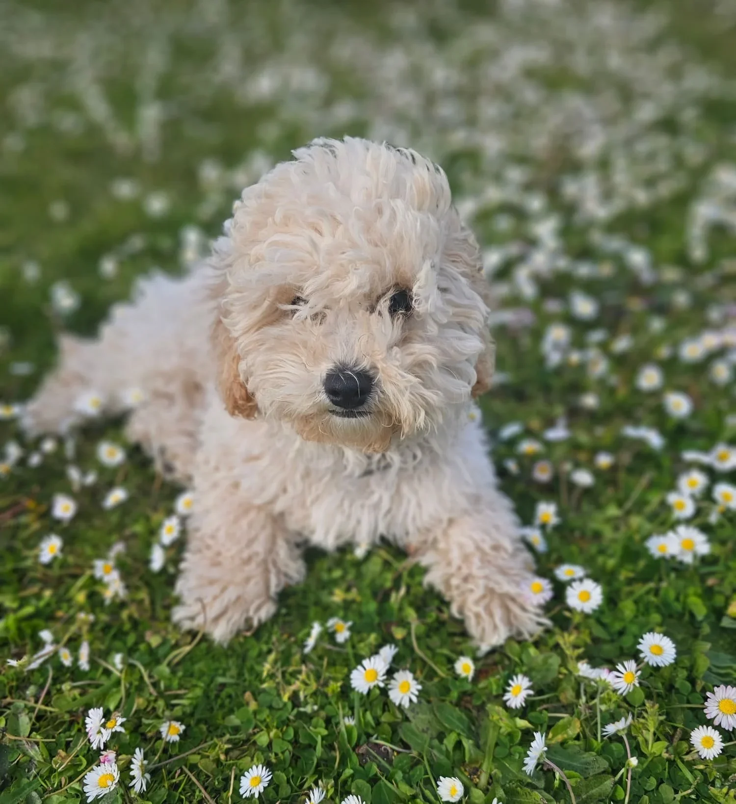 House visits/Puppy chekins min 30min