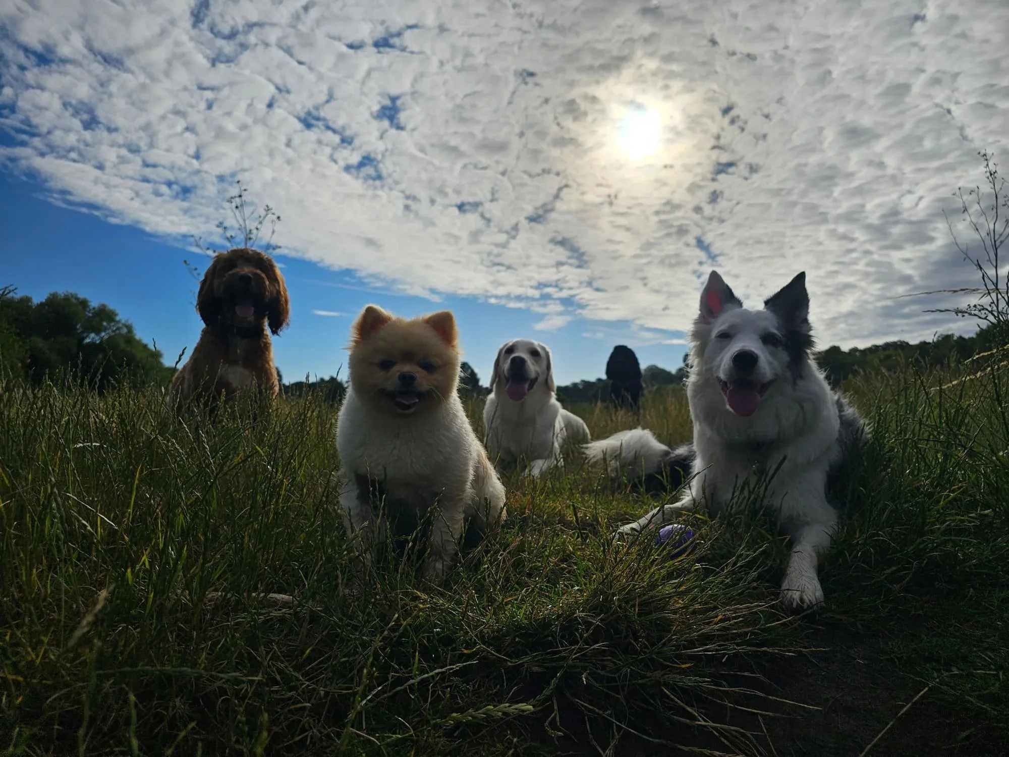 Dog Walking (group)