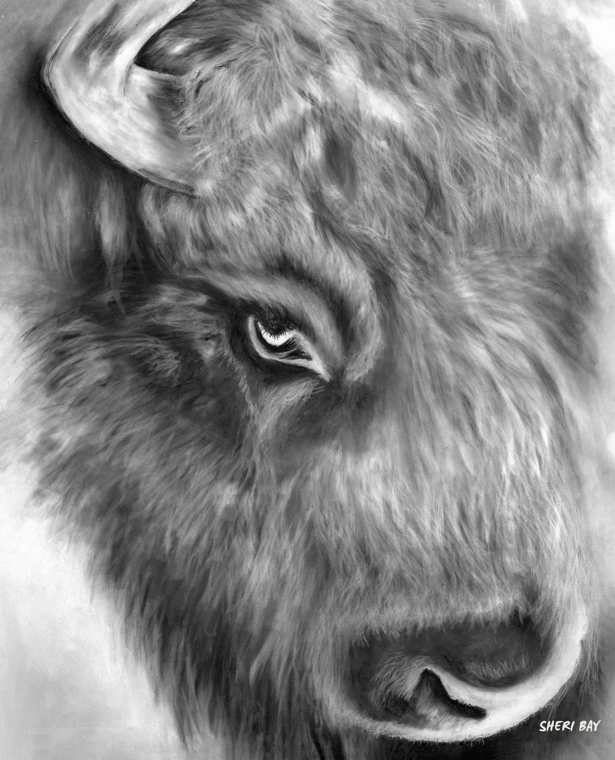 Close-up black and white pencil drawing of a lion's face, focusing on the eye and nose. Signed by Sheri Bay in the lower right corner.