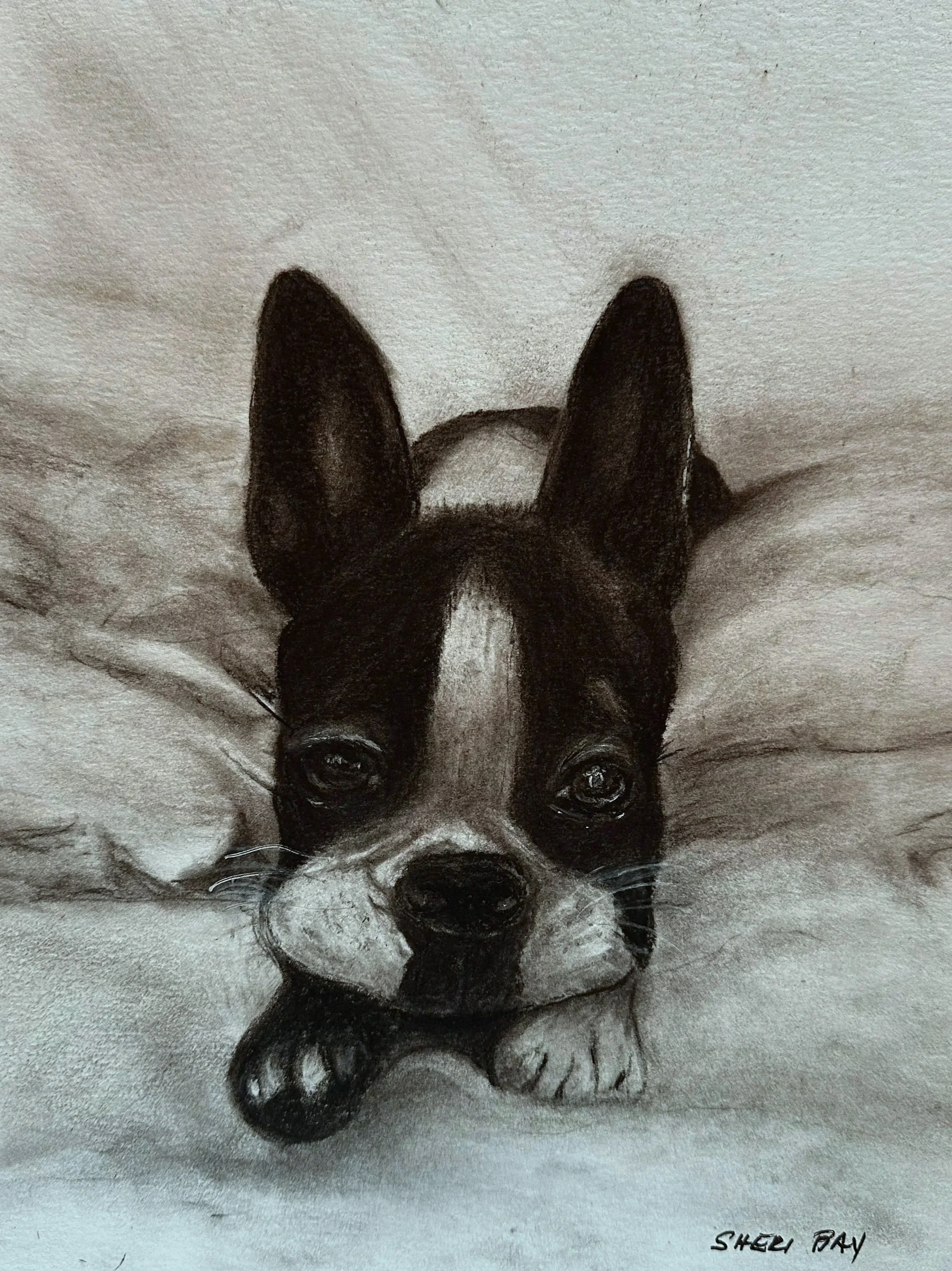 A black and white pencil drawing of a dog with its head upside down, featuring detailed eyes, nose, and ears, and a signature at the bottom right that reads "SHELY RAY."