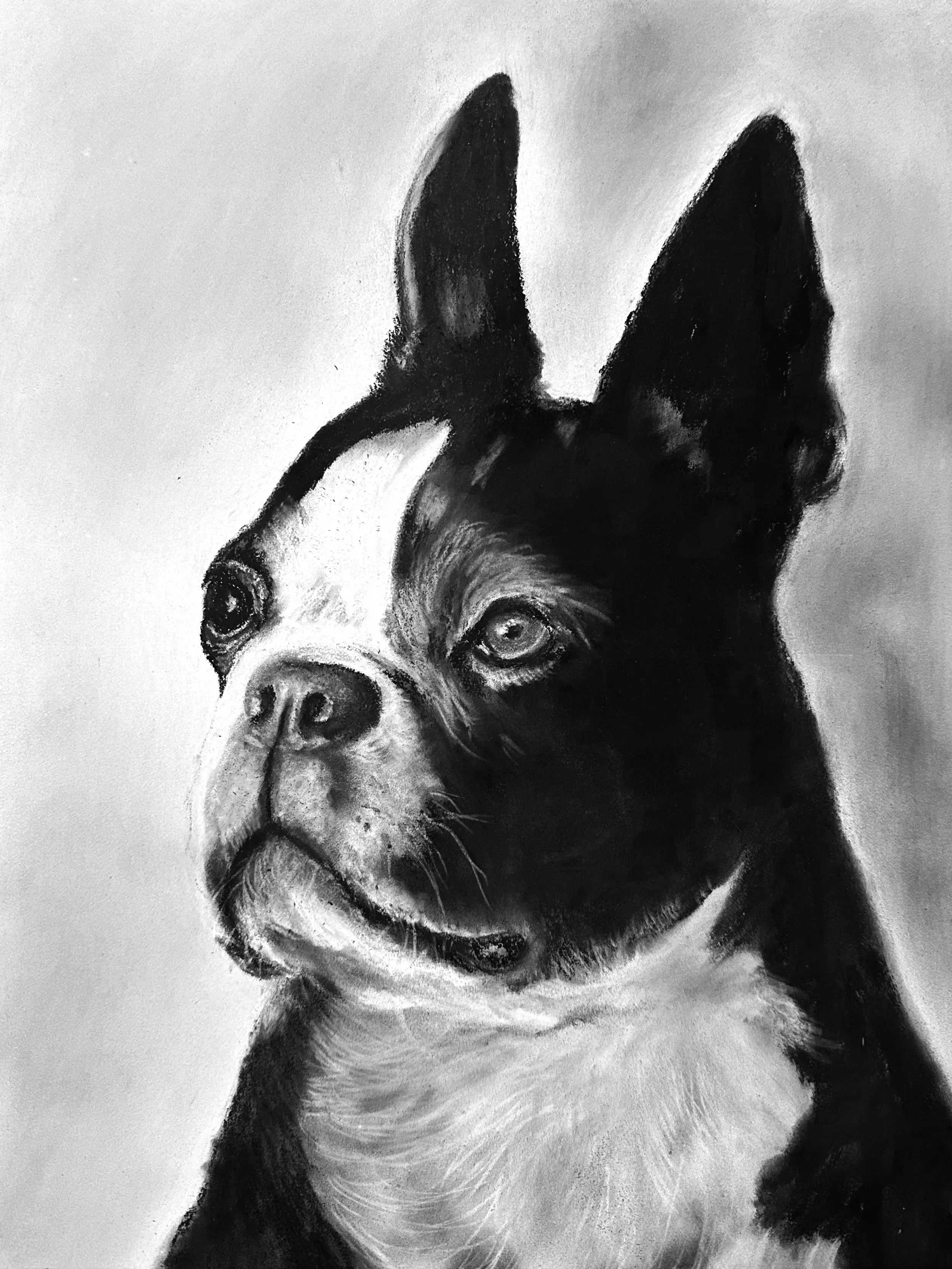 Black and white drawing of a dog's face, looking to the left with its ears perked up.
