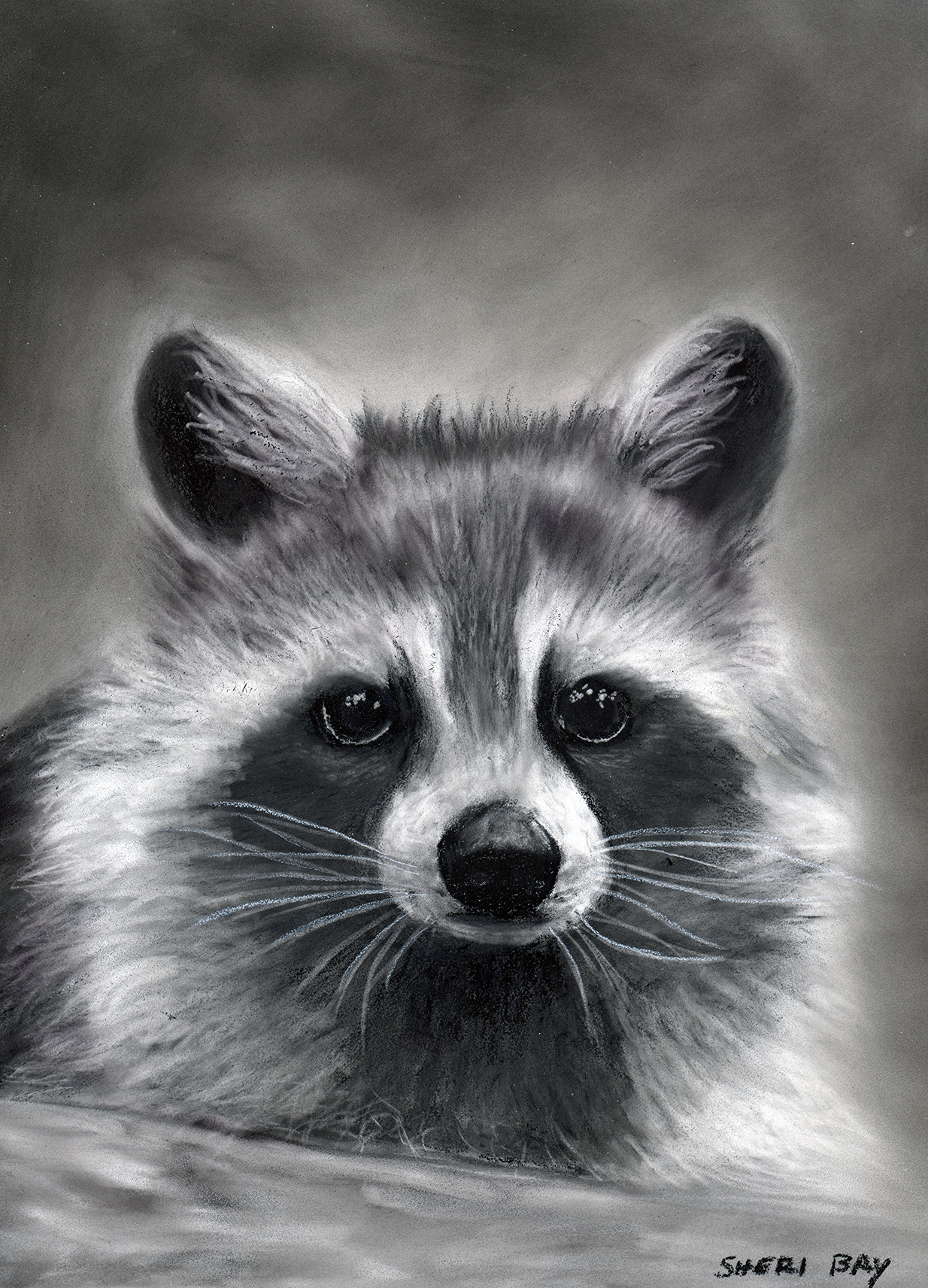 Raccoonweb.png