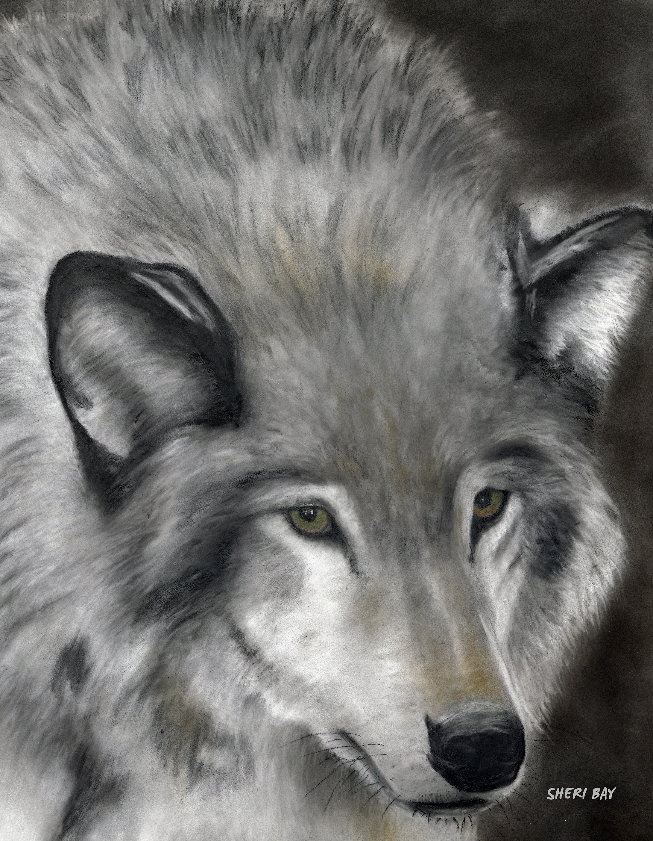 wolf.web.png