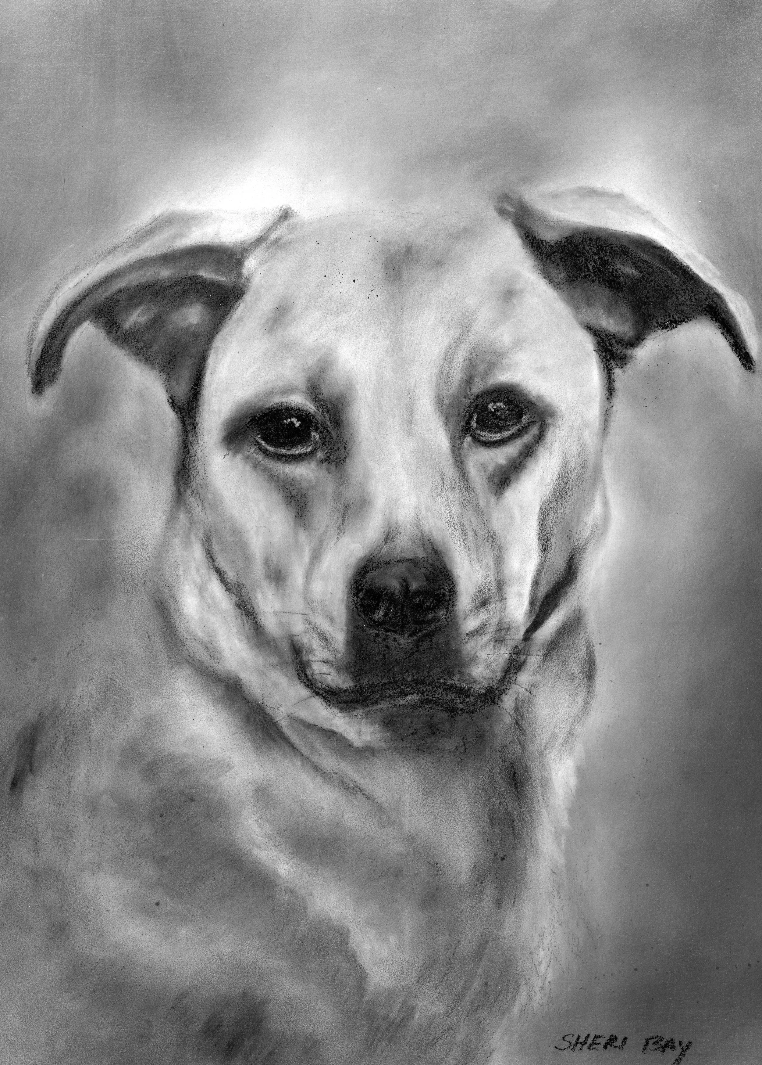 A realistic pencil drawing of a dog, likely a Labrador Retriever, with detailed facial features and soft shading, signed 'SHERI FEARY' at the bottom right corner.