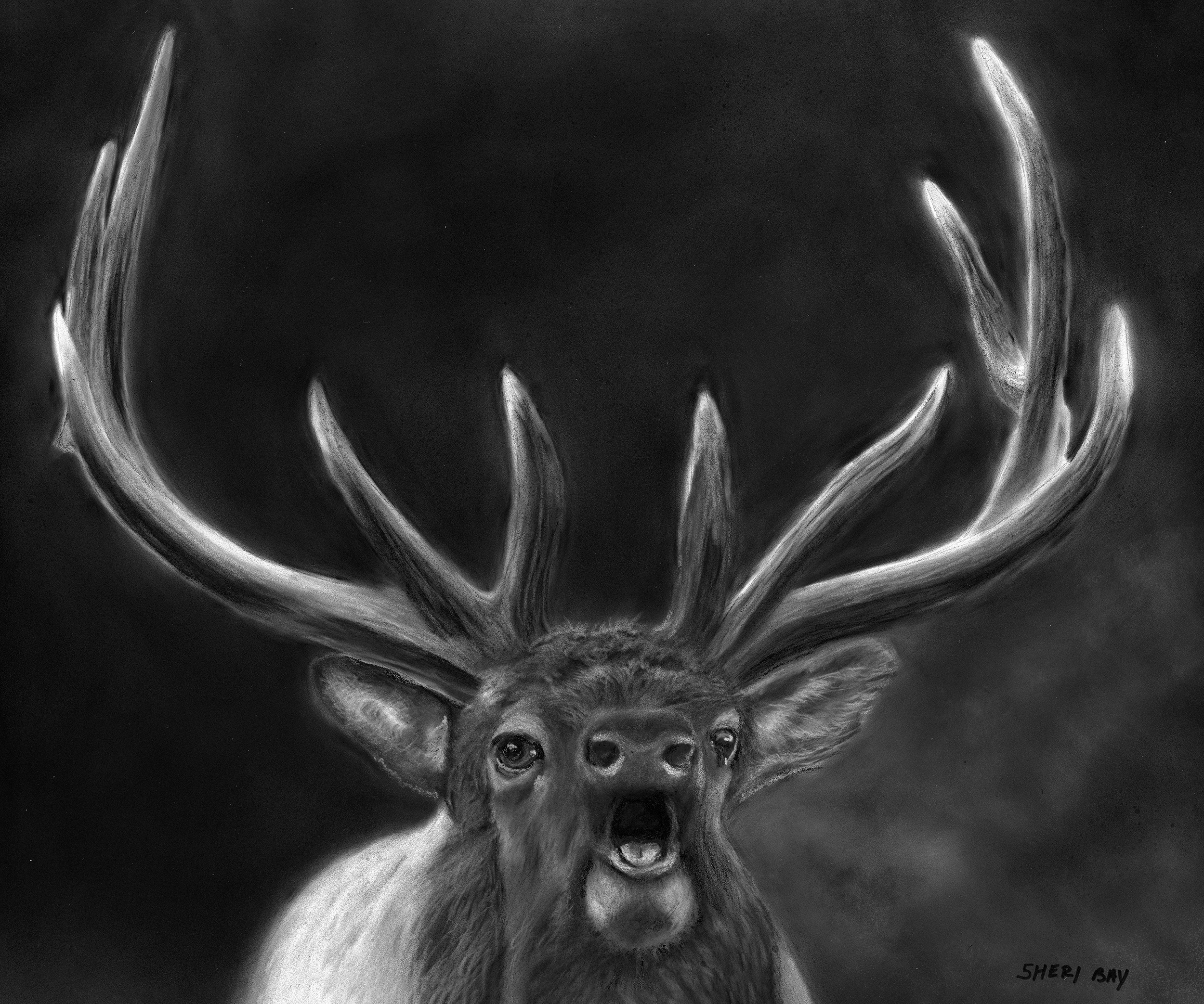 elk.web.png