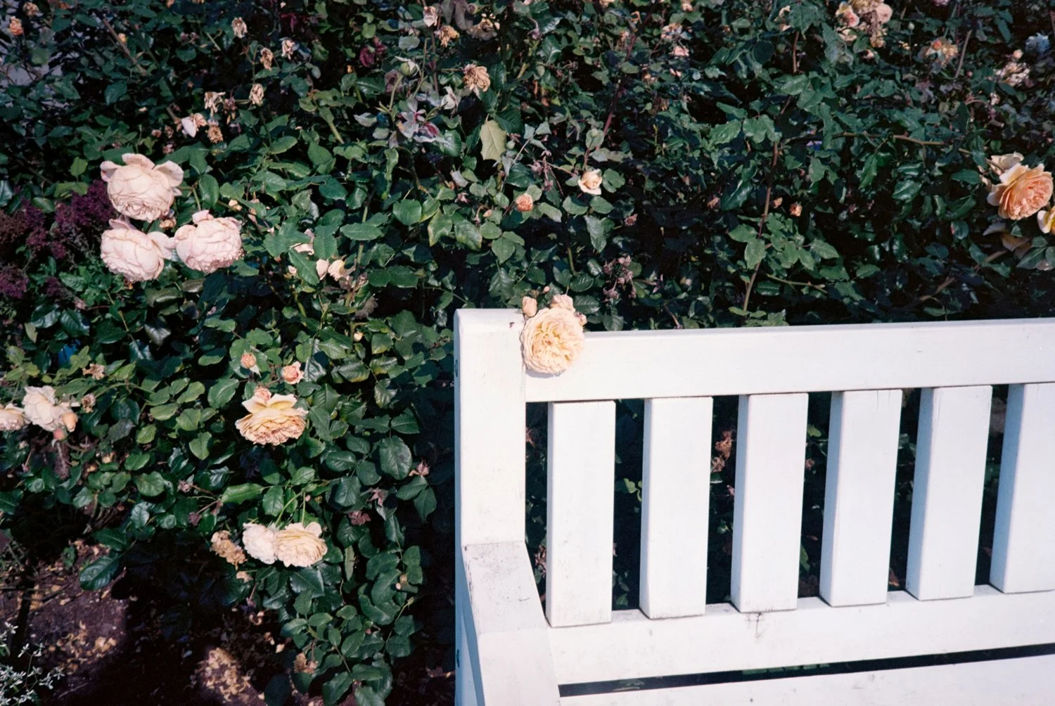 A white wooden bench beside a rose bush with light pink and peach roses.