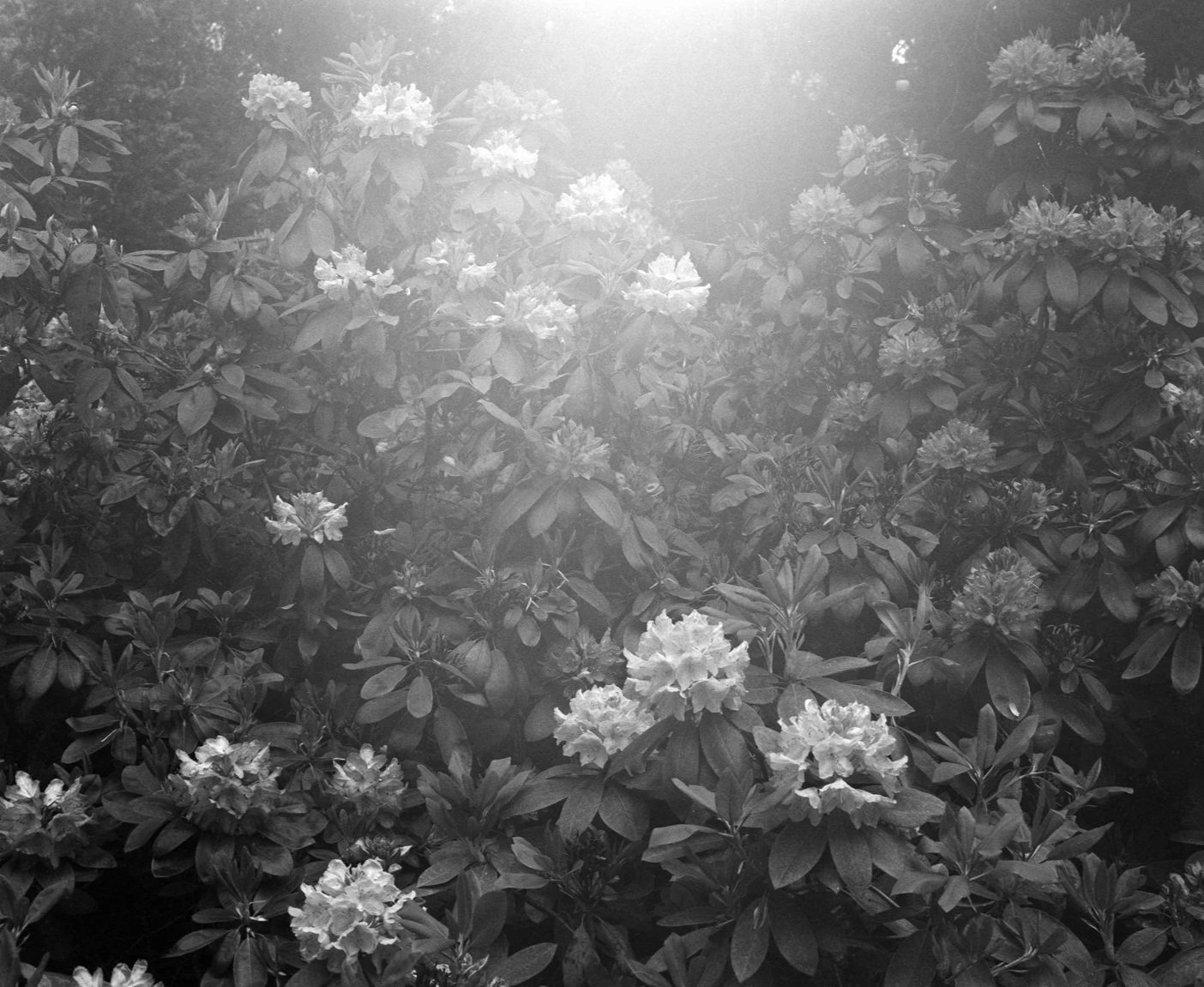 Black and white photo of flowering bushes with some sunlight shining through the leaves.