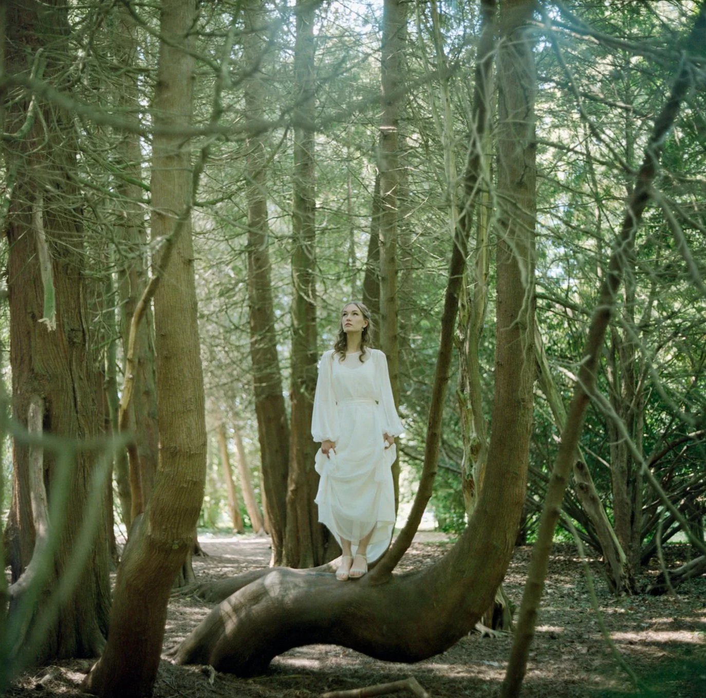 A woman dressed in a flowing white gown standing on a large fallen tree trunk in a forest surrounded by tall trees with bare branches.