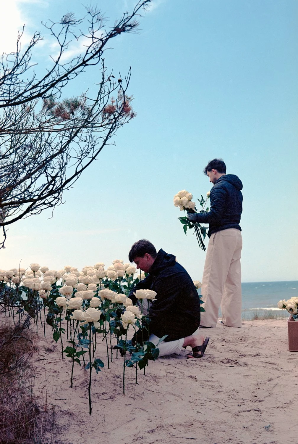 Two men on a beach planting and holding white roses among bushes, with the ocean and a clear sky in the background.