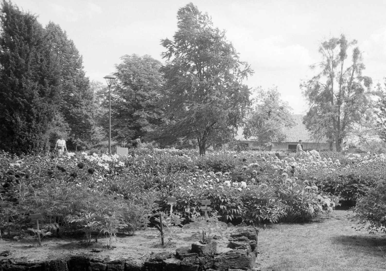 Black and white photo of a garden with many flowers, trees, and two people walking among the plants, with a small path and a lamppost
