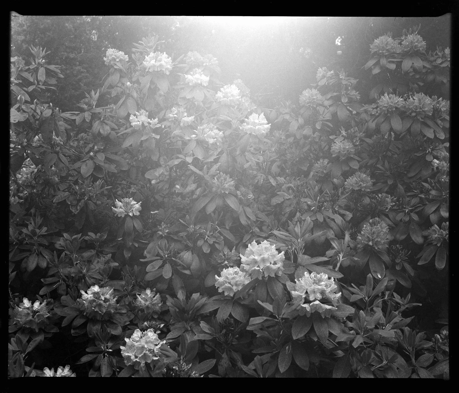 Black and white photo of flowering bushes with sunlight shining through at weddings ceremony