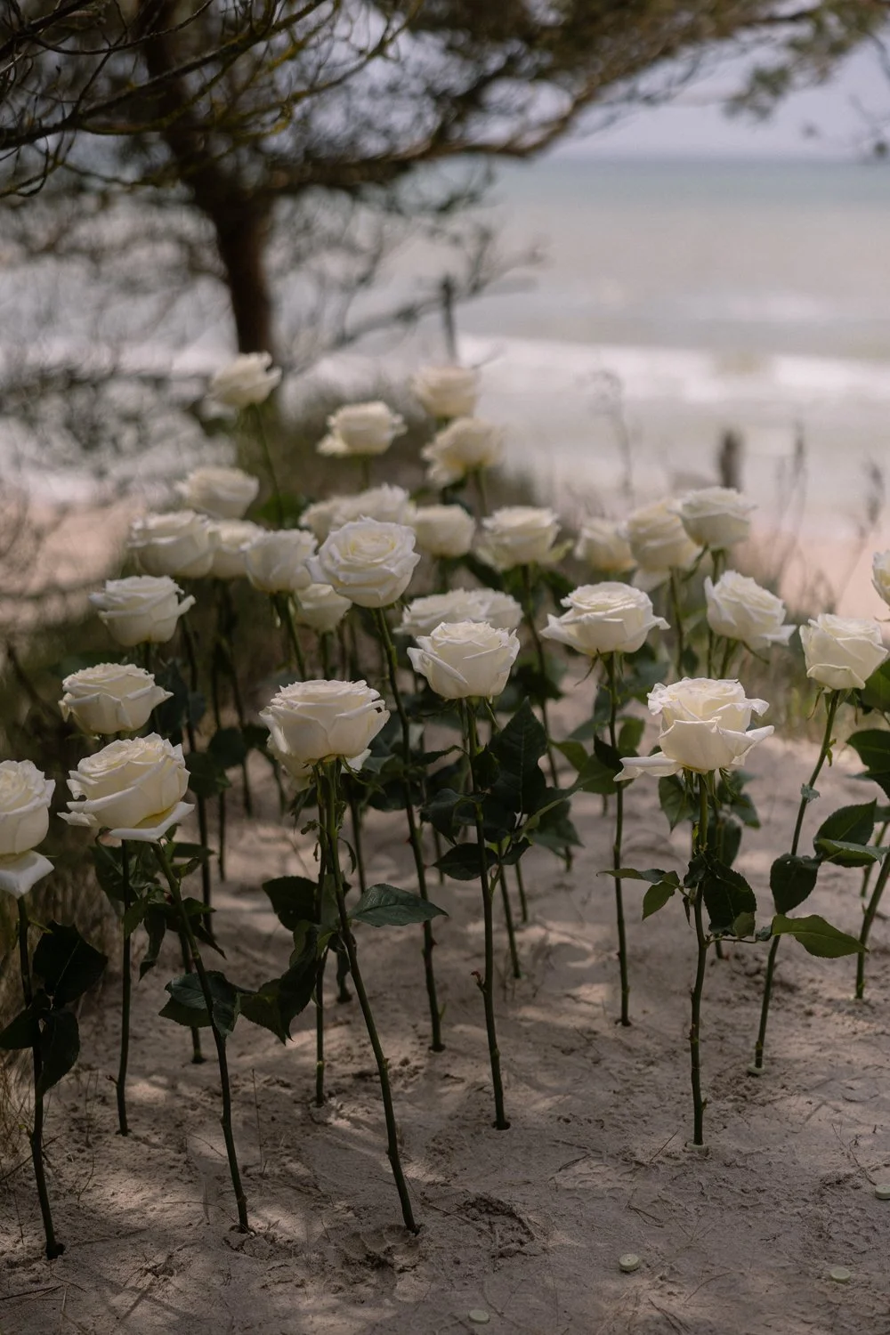 White roses growing in the sand under a tree near the beach with the ocean in the background.