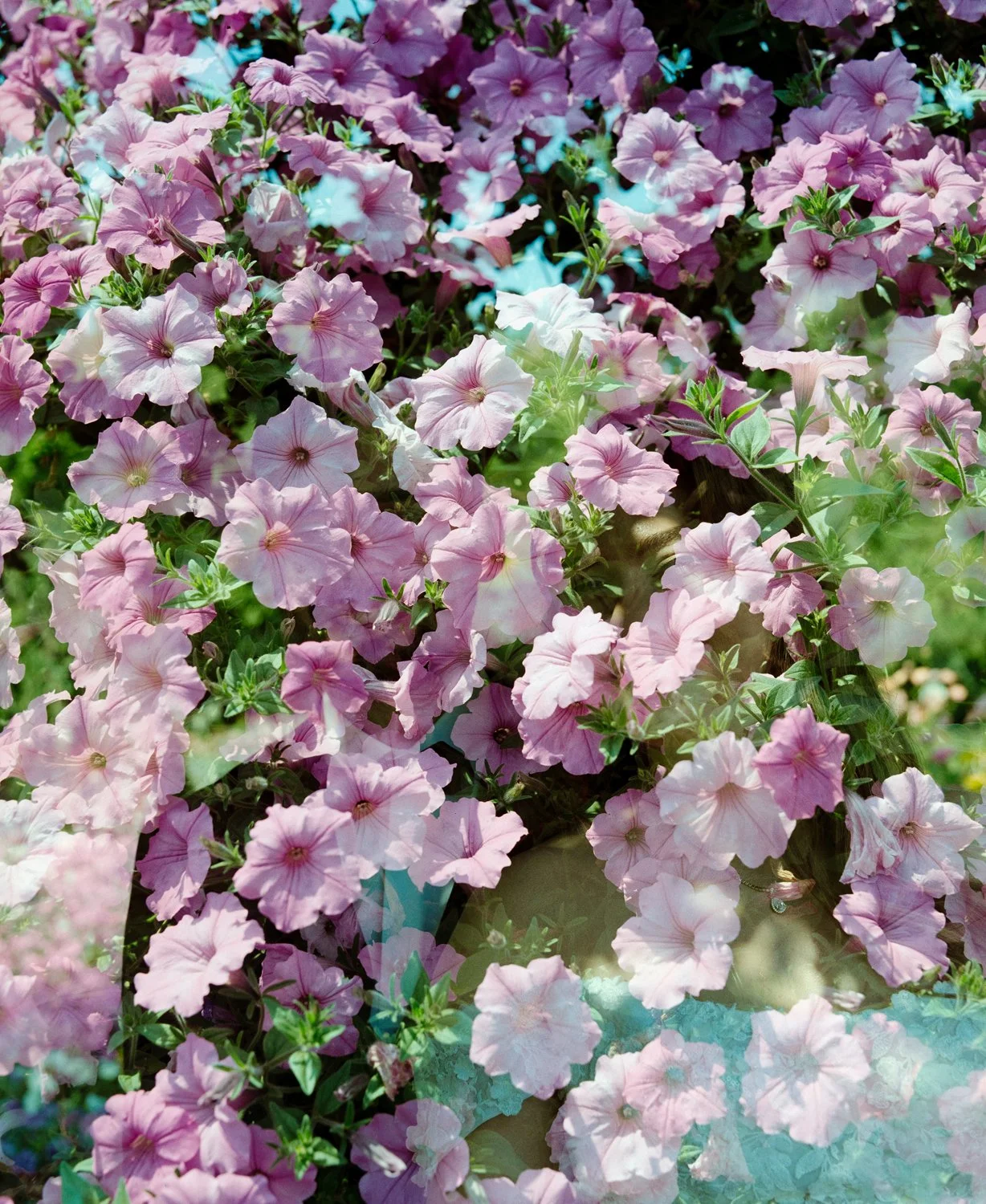 A dense cluster of pink and purple blooming petunias with green leaves.