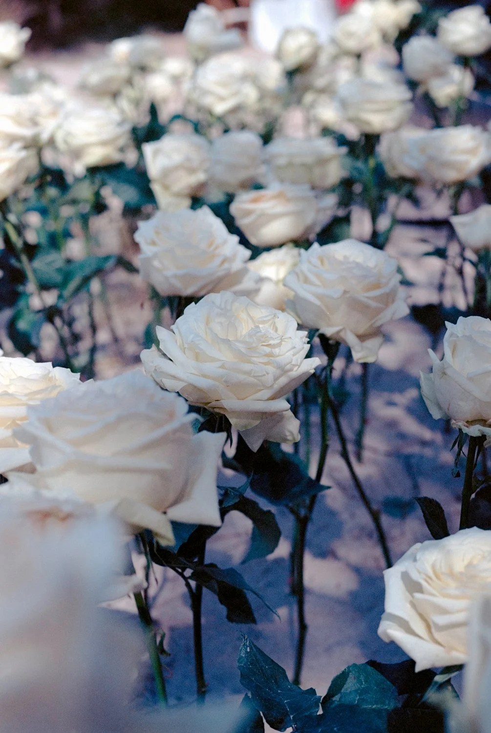A field of white roses with some dark green leaves and stems