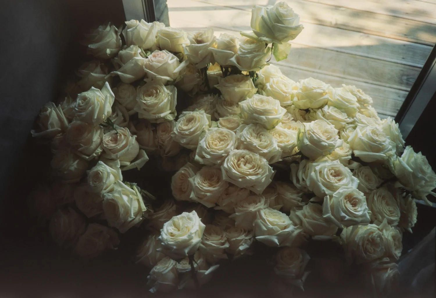 A large pile of white roses placed on a windowsill, with some sunlight illuminating the flowers.