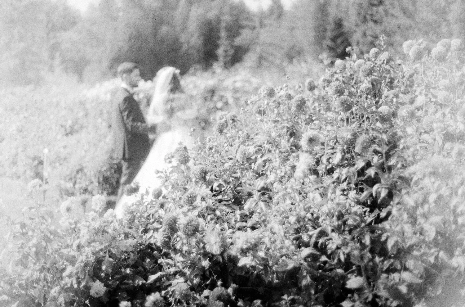 A man and woman in formal wedding attire, including a wedding dress and bouquet, standing in a field of cotton plants.