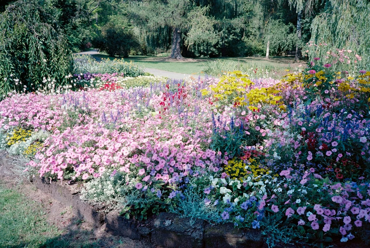 Colorful flower garden with pink, purple, yellow, and white blooms, surrounded by green trees and grass in a park setting.