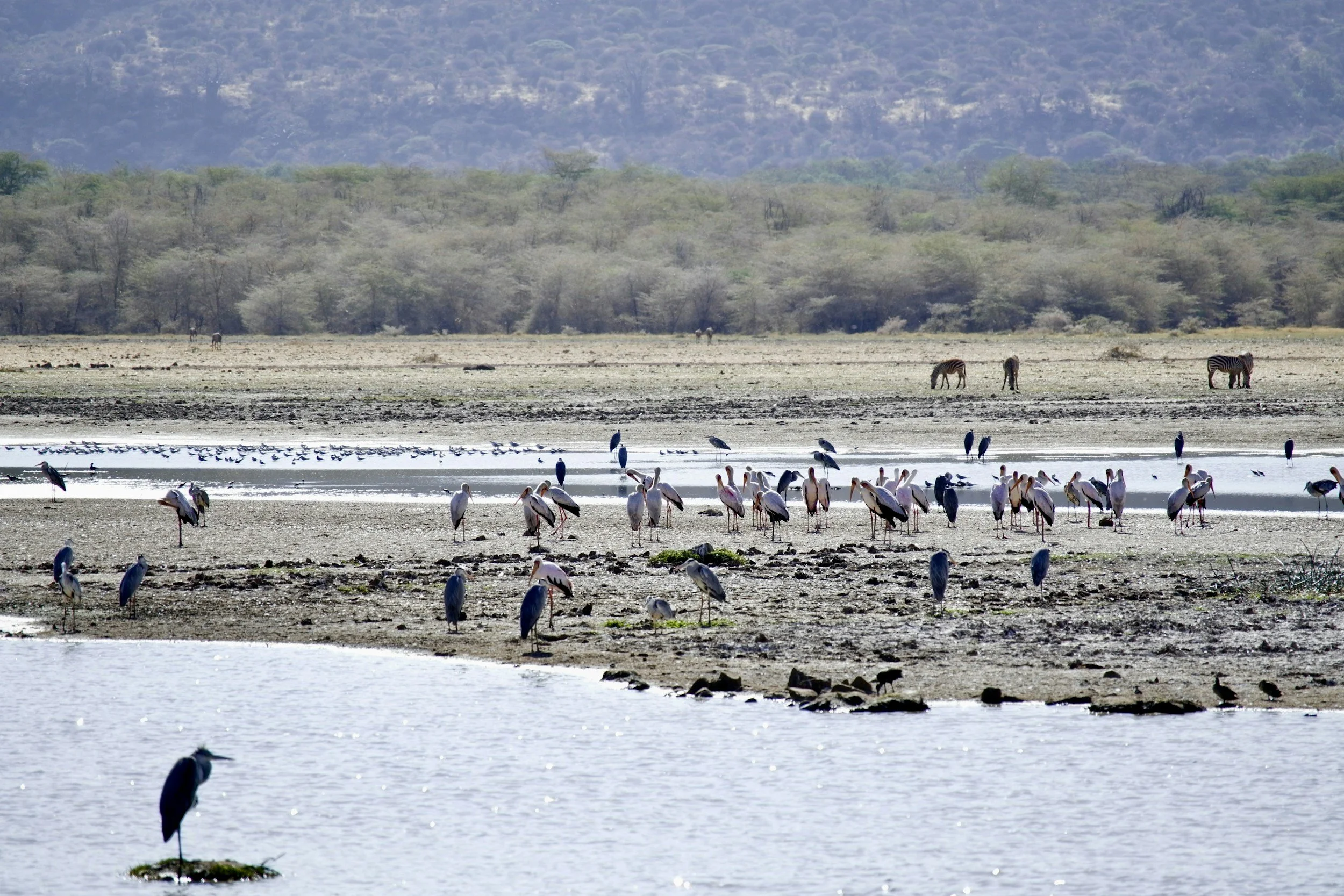 A wetland scene with various water birds like storks and egrets standing in shallow water and on the muddy shore, and a few zebras grazing in the background on dry land with trees and hills.
