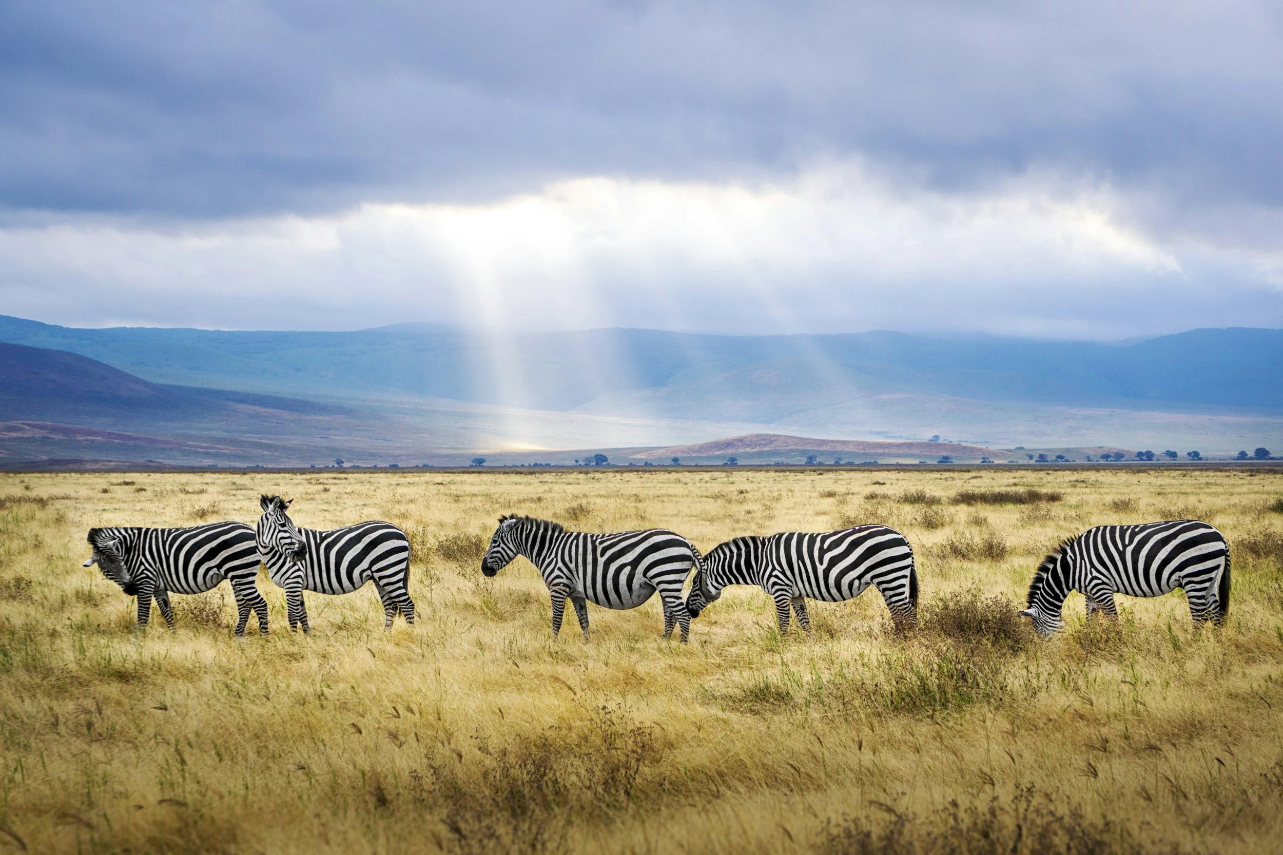 A group of six zebras grazing on a grassy plain under a cloudy sky with mountain backdrop.