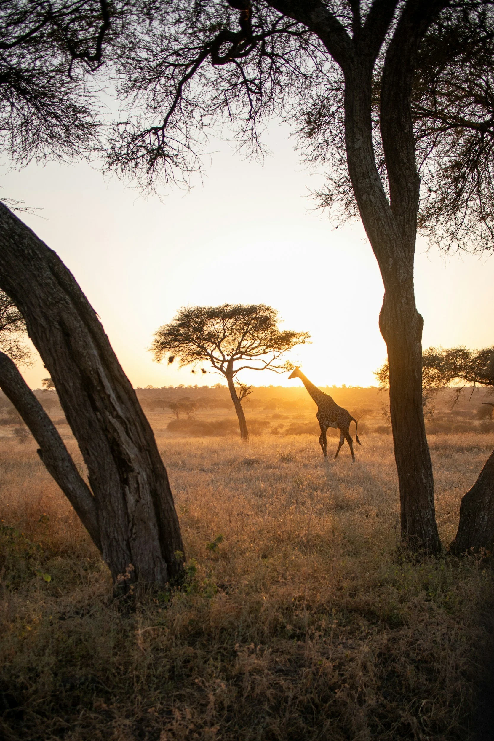 A giraffe standing in the African savanna at sunset, framed by trees and tall grass.