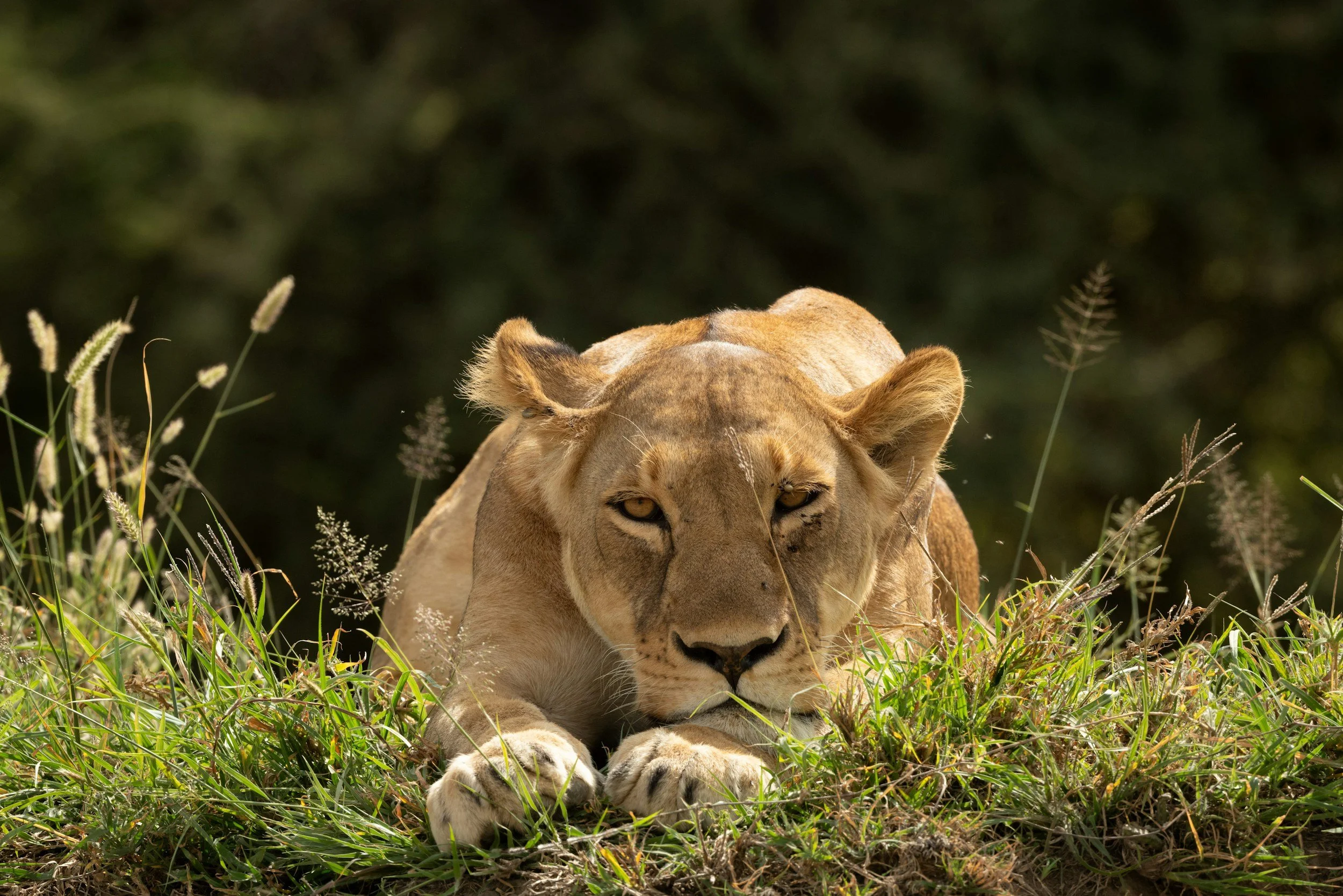 A lioness lying in grass, looking directly at the camera with a focused expression.