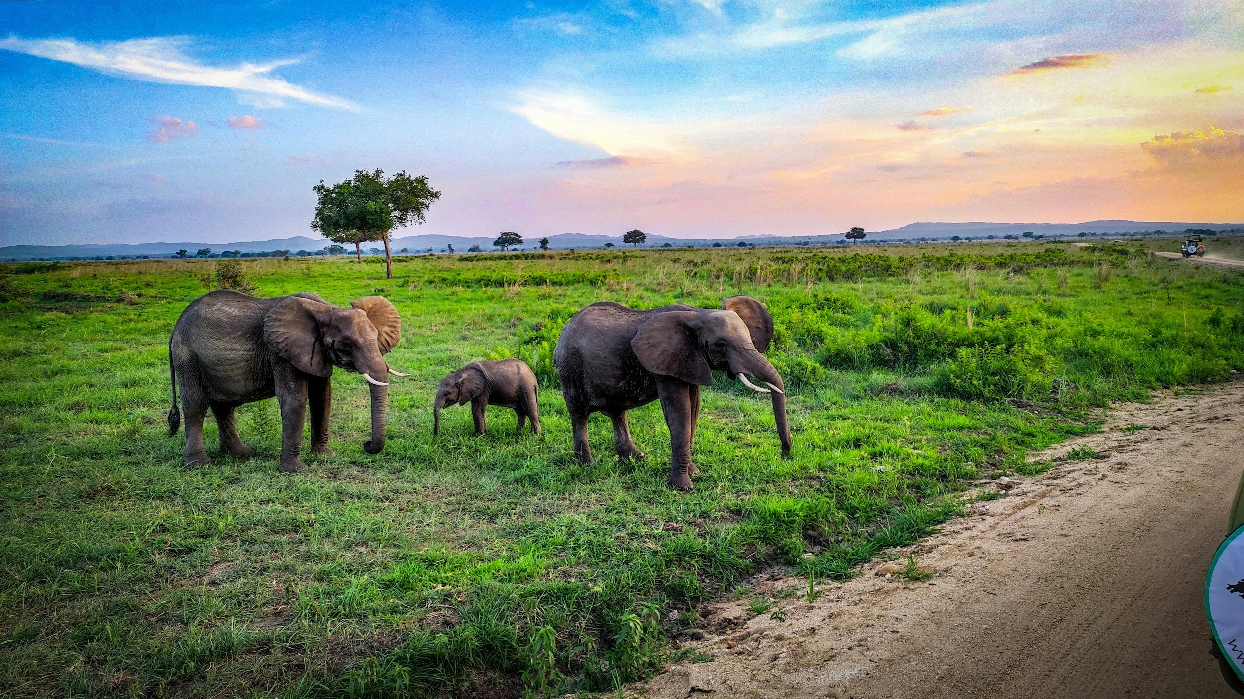 Three elephants walking on a grassy plain near a dirt road, with a few trees and a colorful sky in the background.