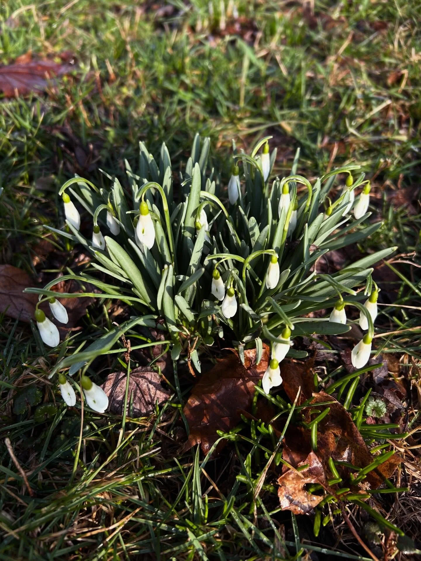 Snowdrops in the spring sunshine. These are some of the earliest bulbs to bloom and are always a welcomed sight after months (and months) or winter weather. As an added benefit, they grow well in lawns, often naturalizing for a charming look.

#green