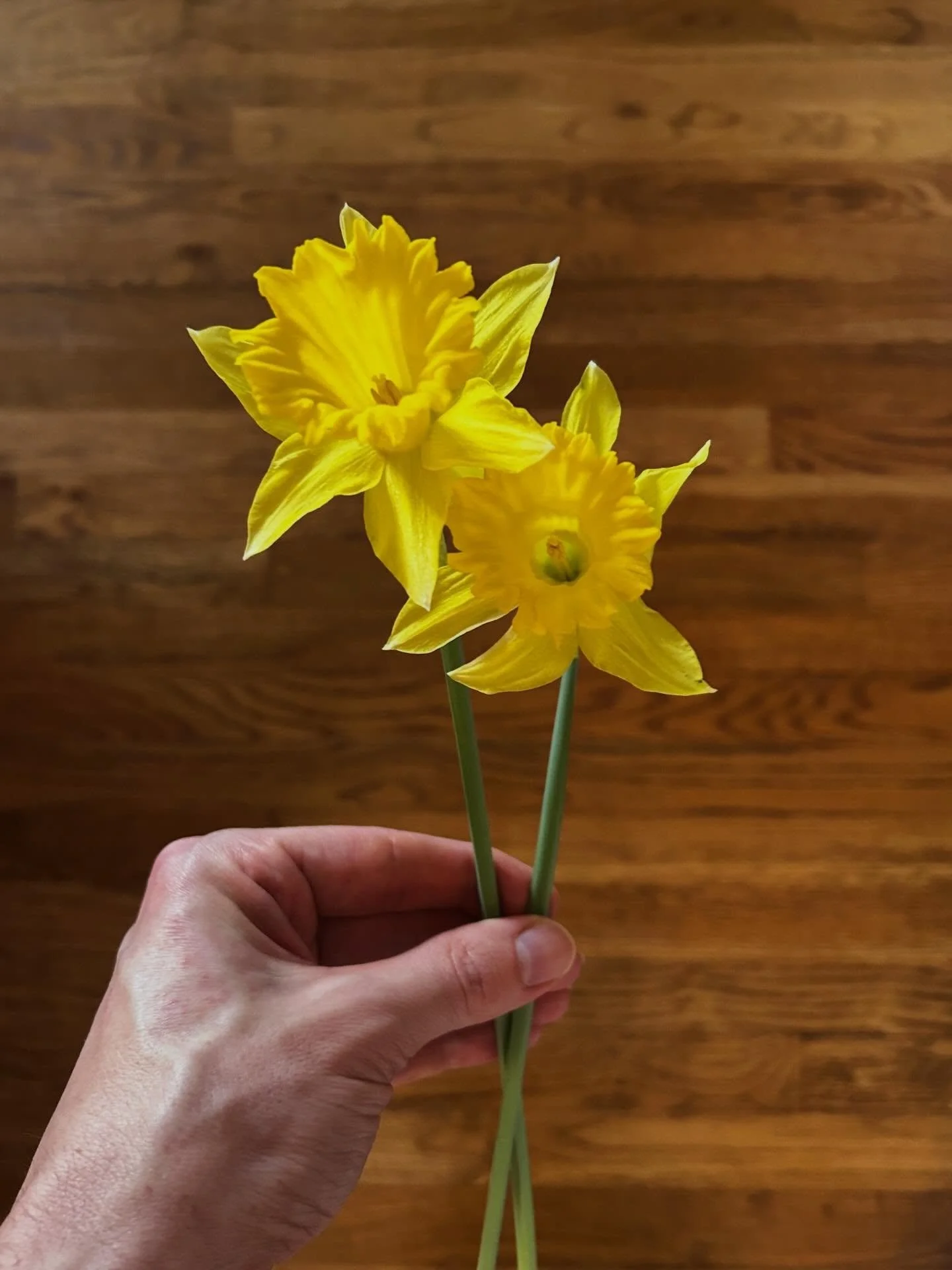 Bright. Cheery. Hopeful. I know some people consider these traditional daffodils (Dutch Master) garish, but I&rsquo;m certainly not one of them. Daffodils are one of my favorite flowers because of their resiliency and reliability. I&rsquo;m always ov