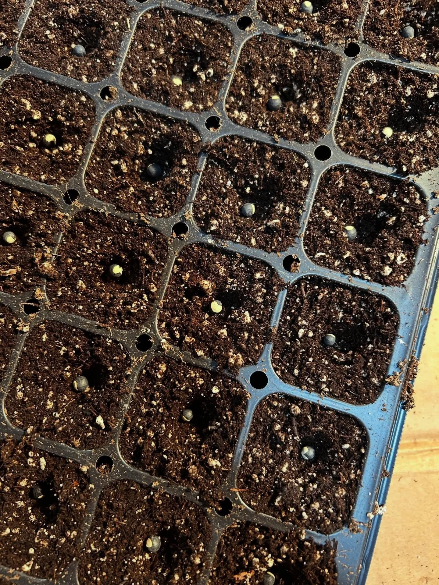 Just like every flower is one of a kind, its seeds carry their own unique beauty too. These Love-In-A-Puff seeds couldn&rsquo;t be more perfectly named, each one marked with a white heart. When this annual vine reaches maturity, it will have inflated