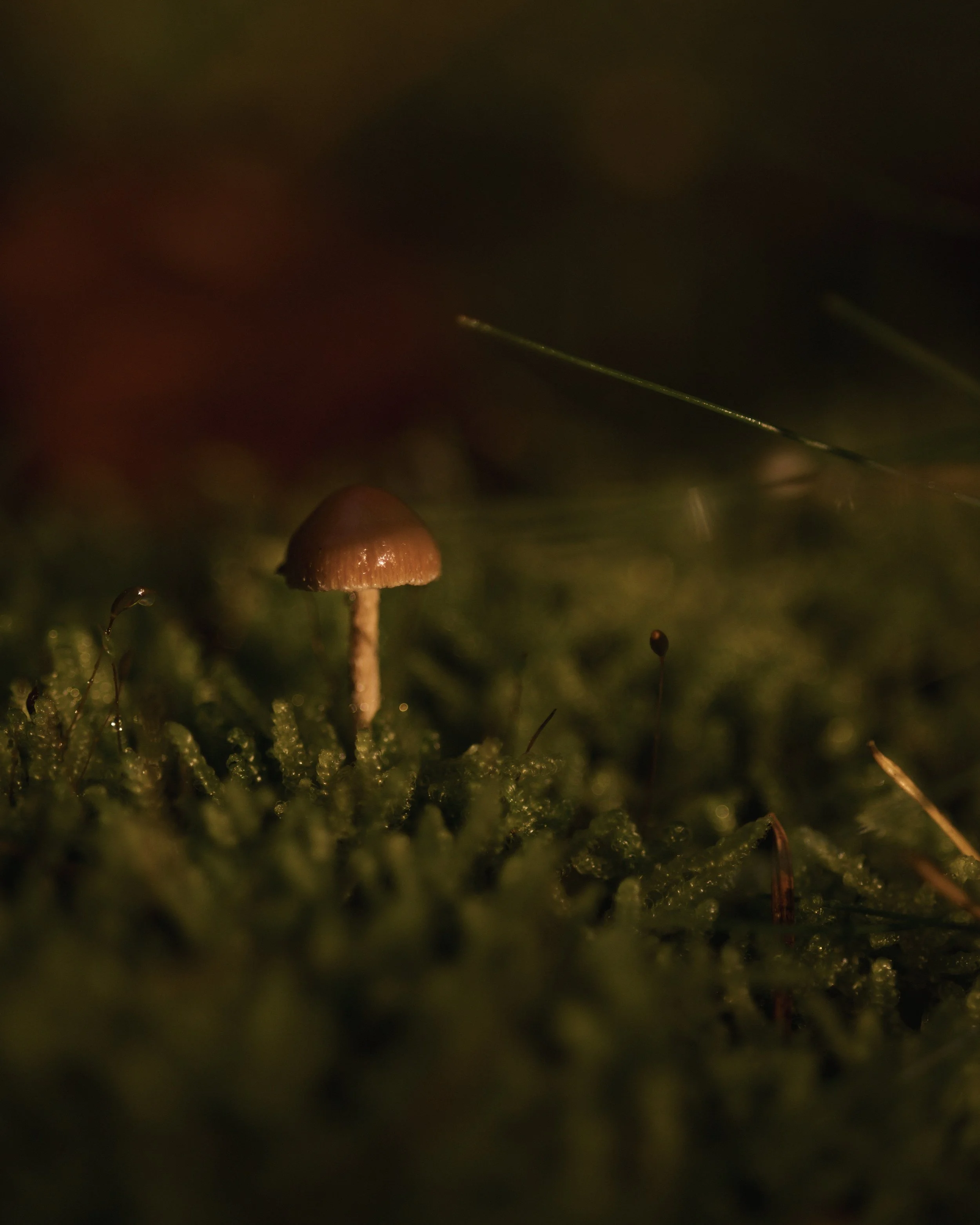 NATURE IS ART

Eine ganze Welt auf wenigen Quadratzentimetern Waldboden.

Winzige Pilze zwischen Moos und Laub. Und das, was wir hier sehen, ist nur ein kleiner Teil des eigentlichen Pilzes. Unter der Oberfl&auml;che erstreckt sich ein weit verzweigt